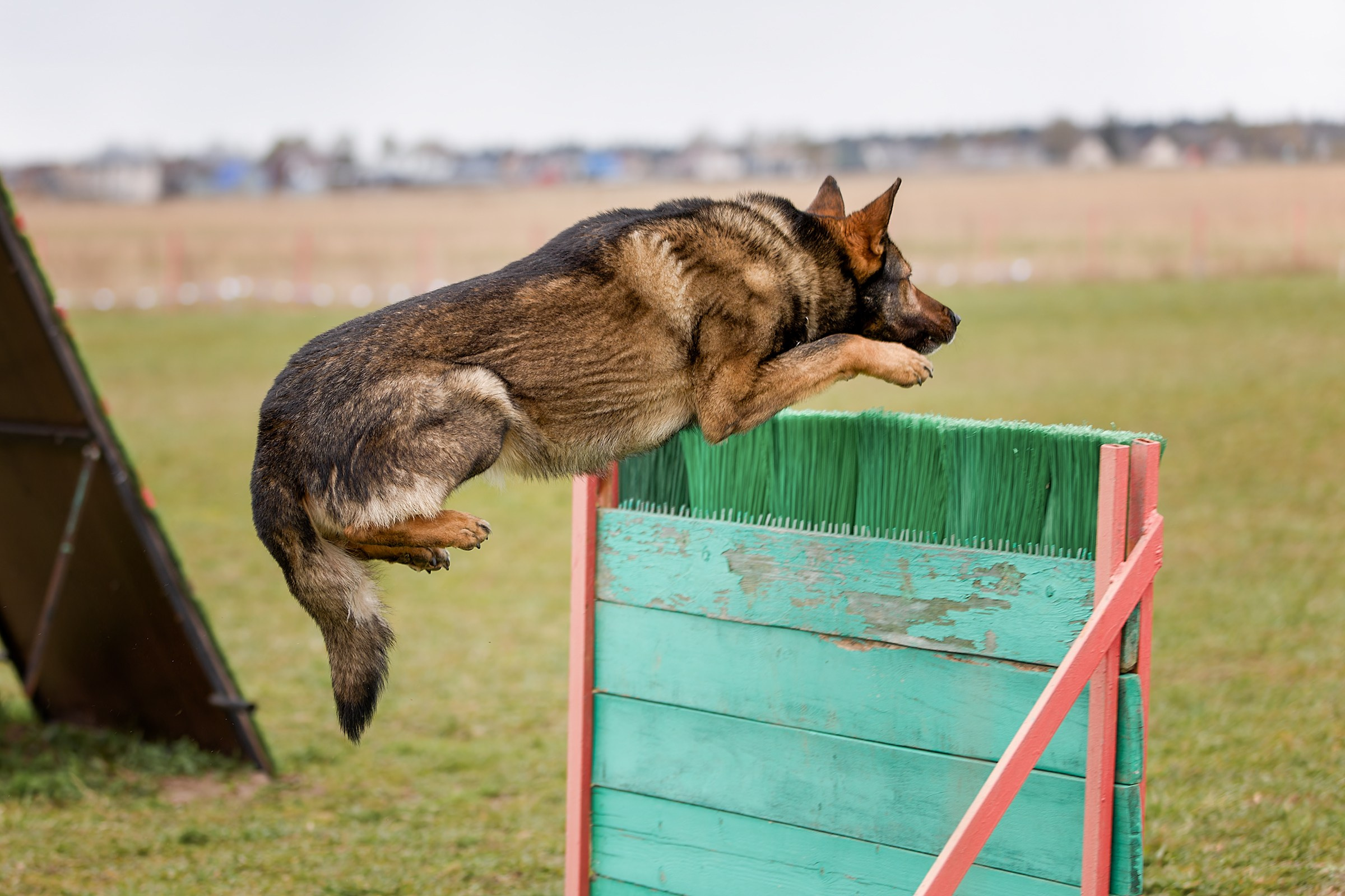 Чемпионат СЗФО по IGP 1 — 3. Irenephoto.ru