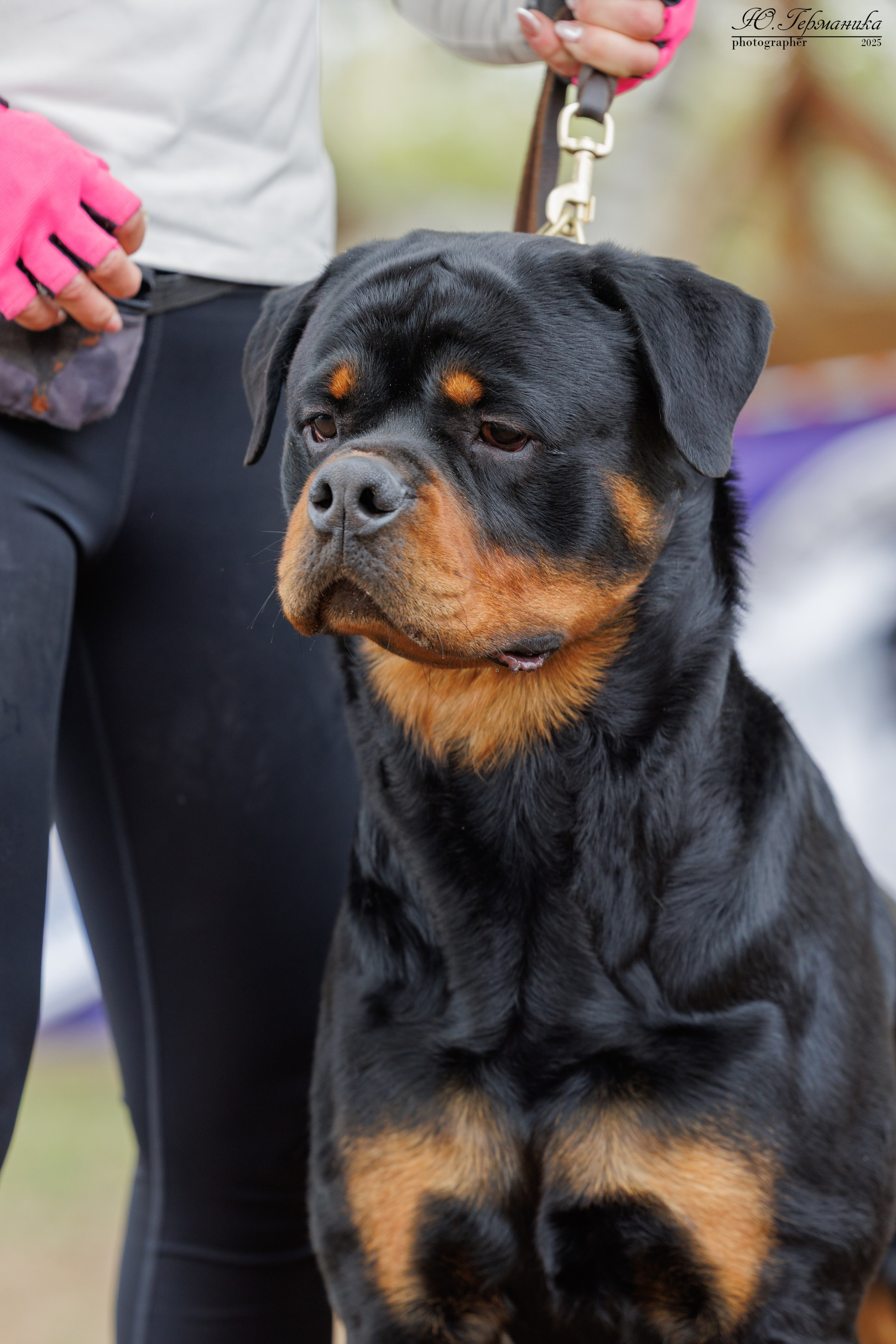Саратов моно ротвейлеров 26-27.04.2025. Фотограф-анималист Юлия Германика