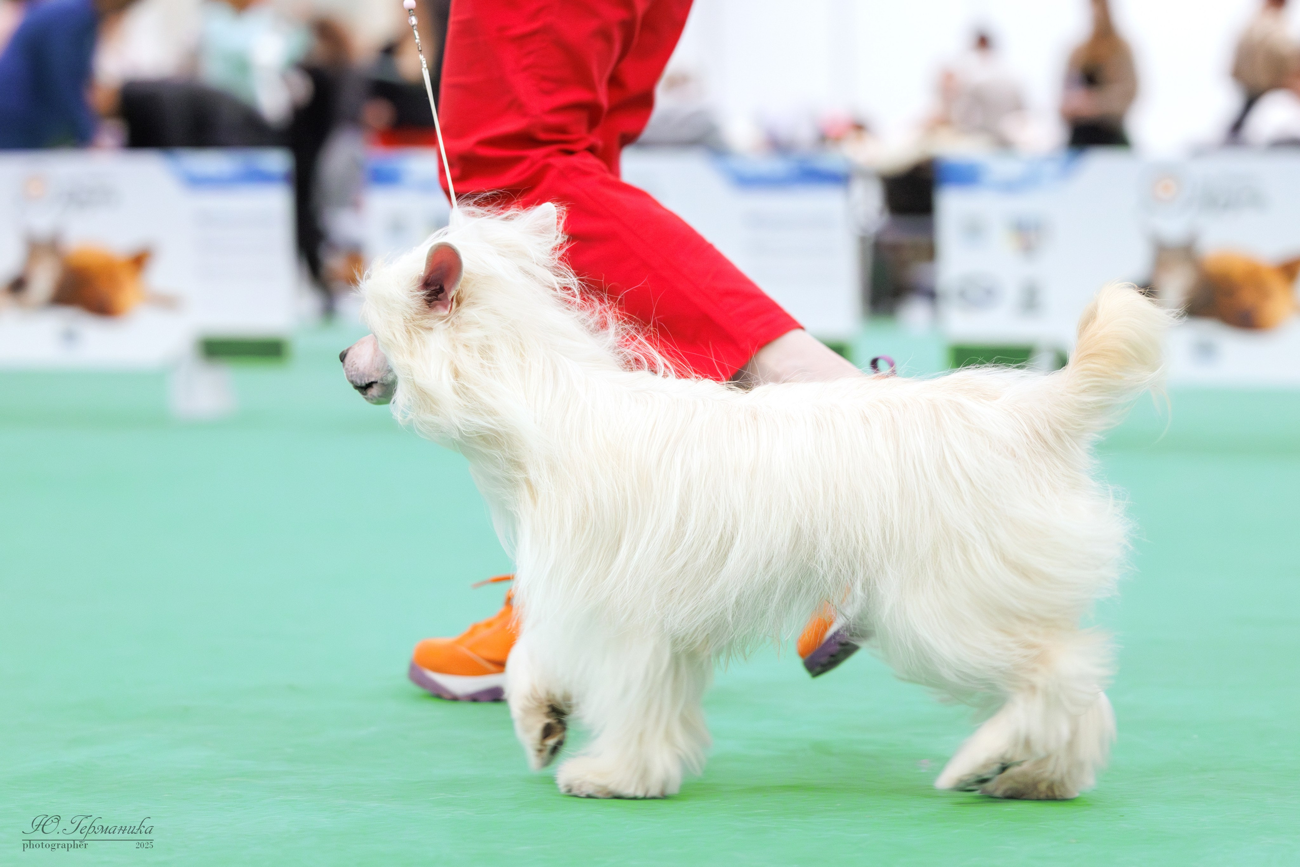 Гран-При 8.02.2025 и Крокус 09.02.2025. Фотограф-анималист Юлия Германика