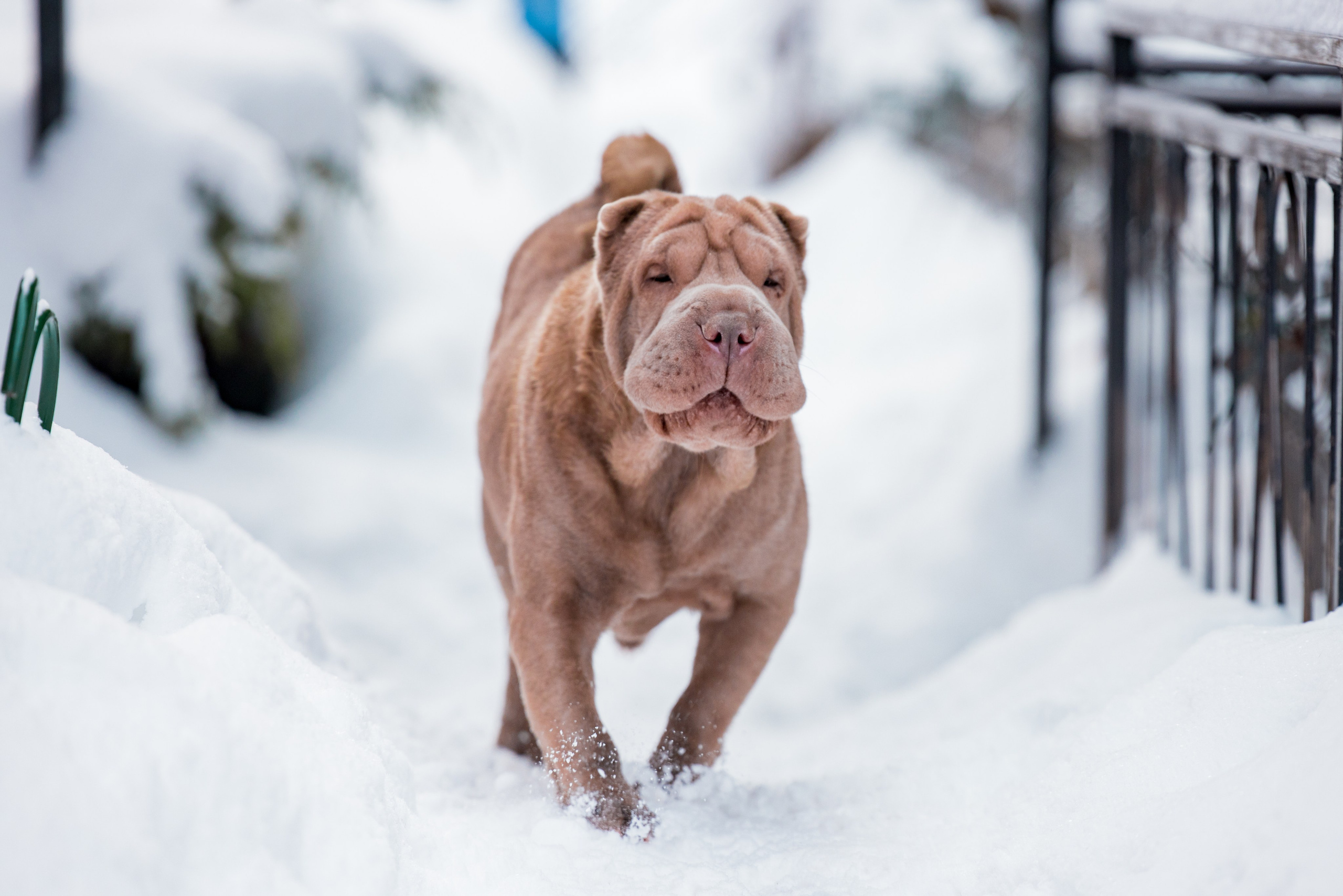 В гостях у шарпеев 16.01.2024. Фотограф-анималист Юлия Германика