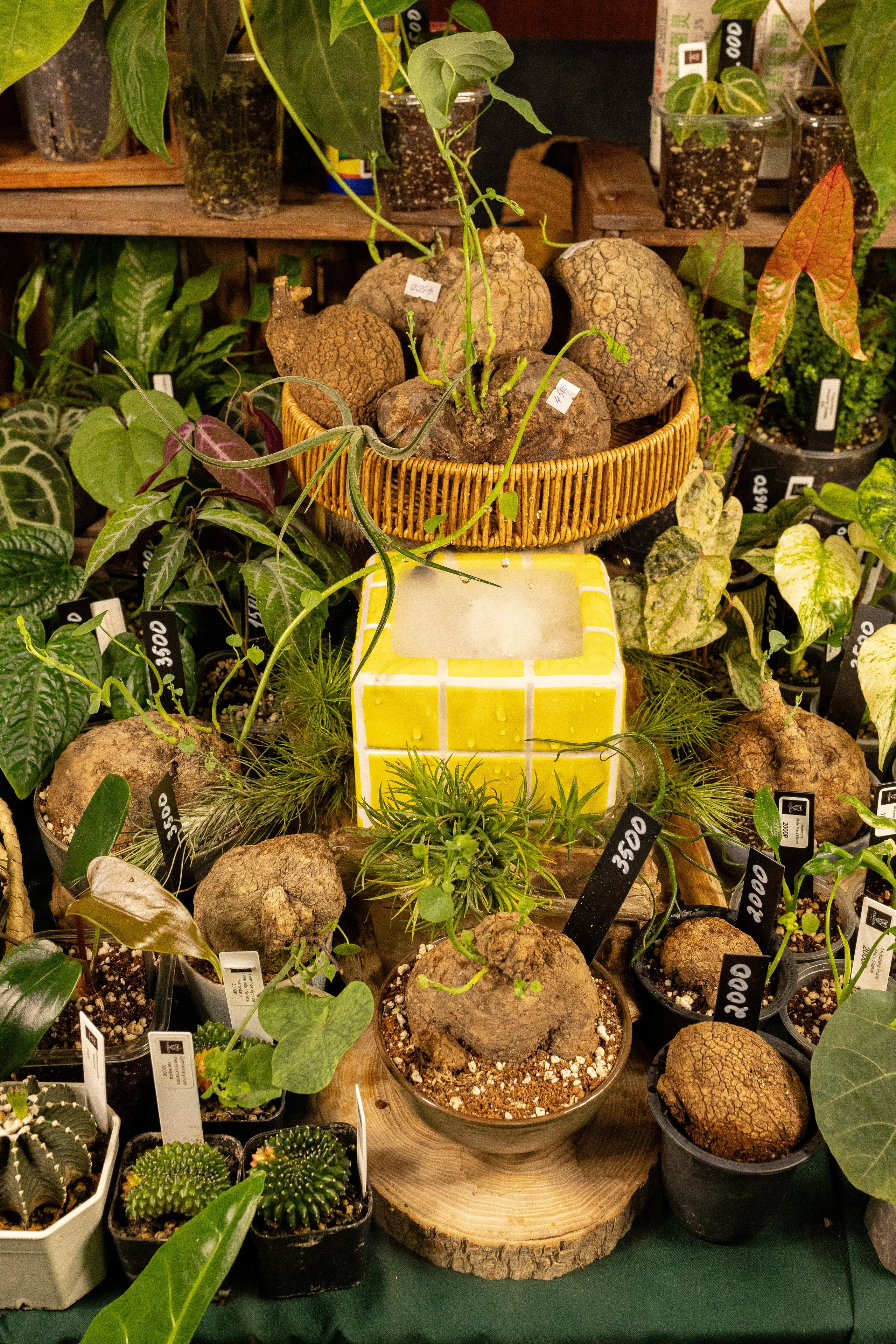 Growbox 5лет. Александра Куликова фотограф, Москва