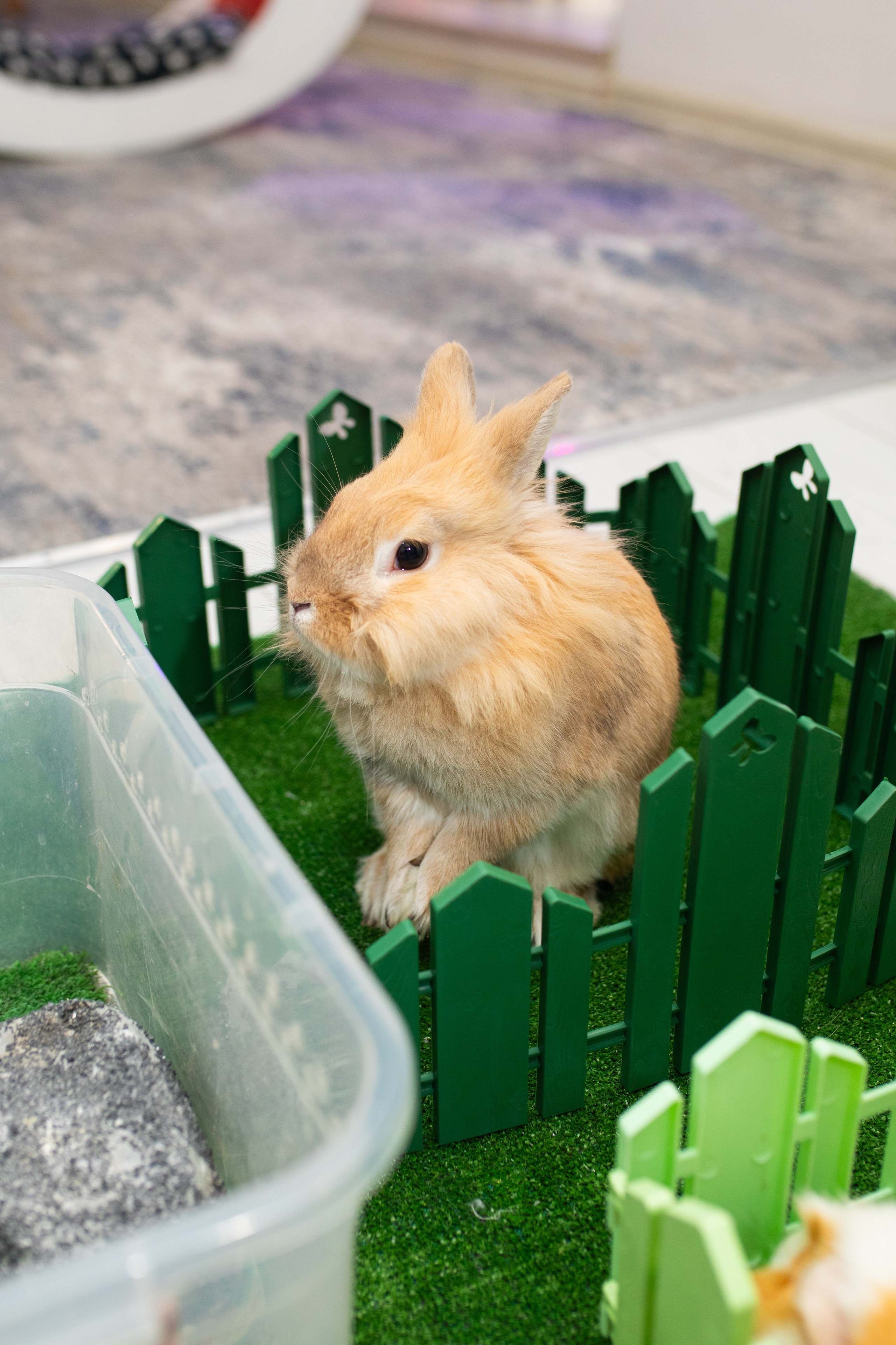 Улыбника -Василисе 6 лет!. Фотограф в Новосибирске Ася Зверева