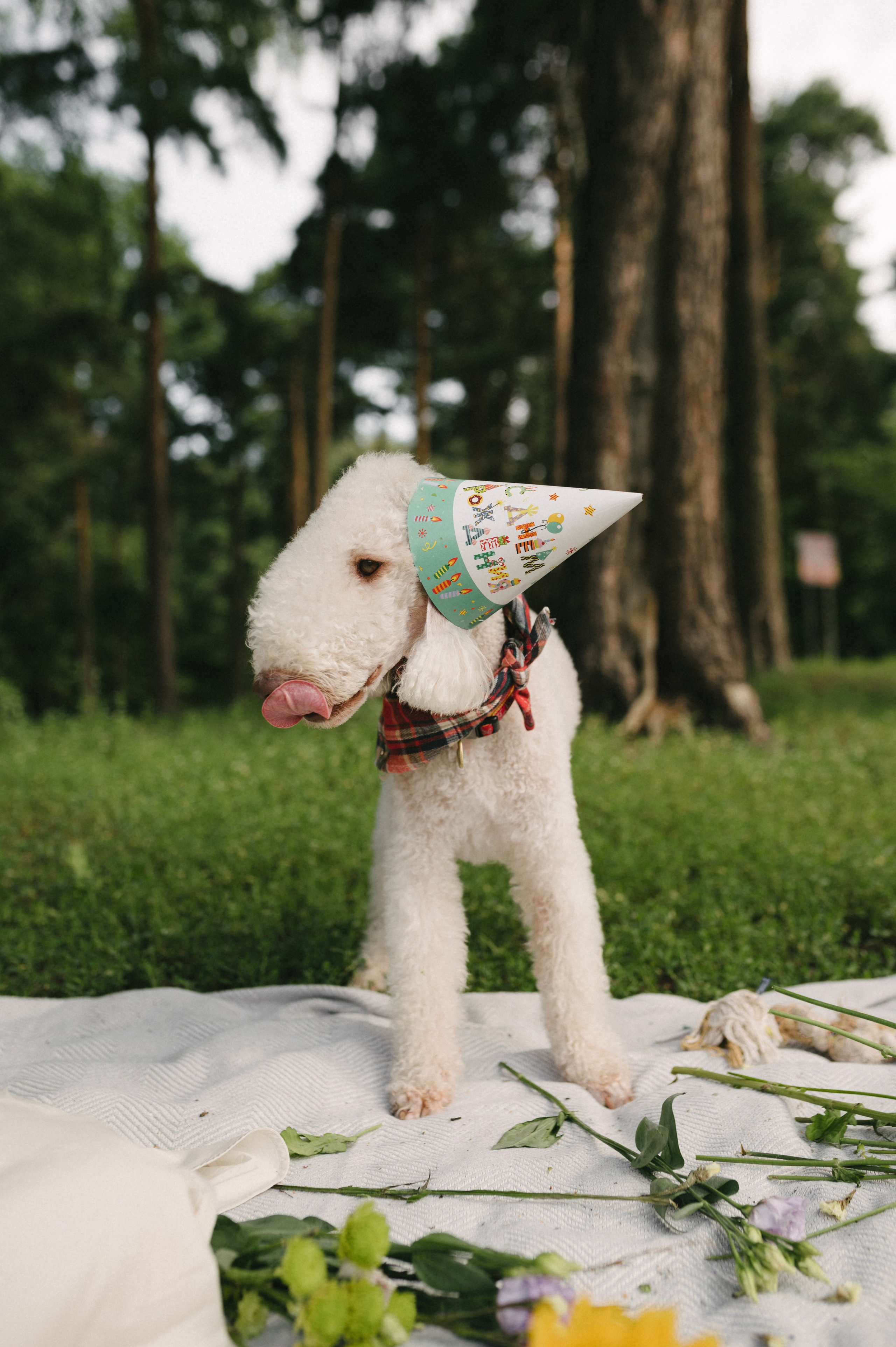Лиза и Каспер. Фотограф анималист в Москве Ольга Агушева