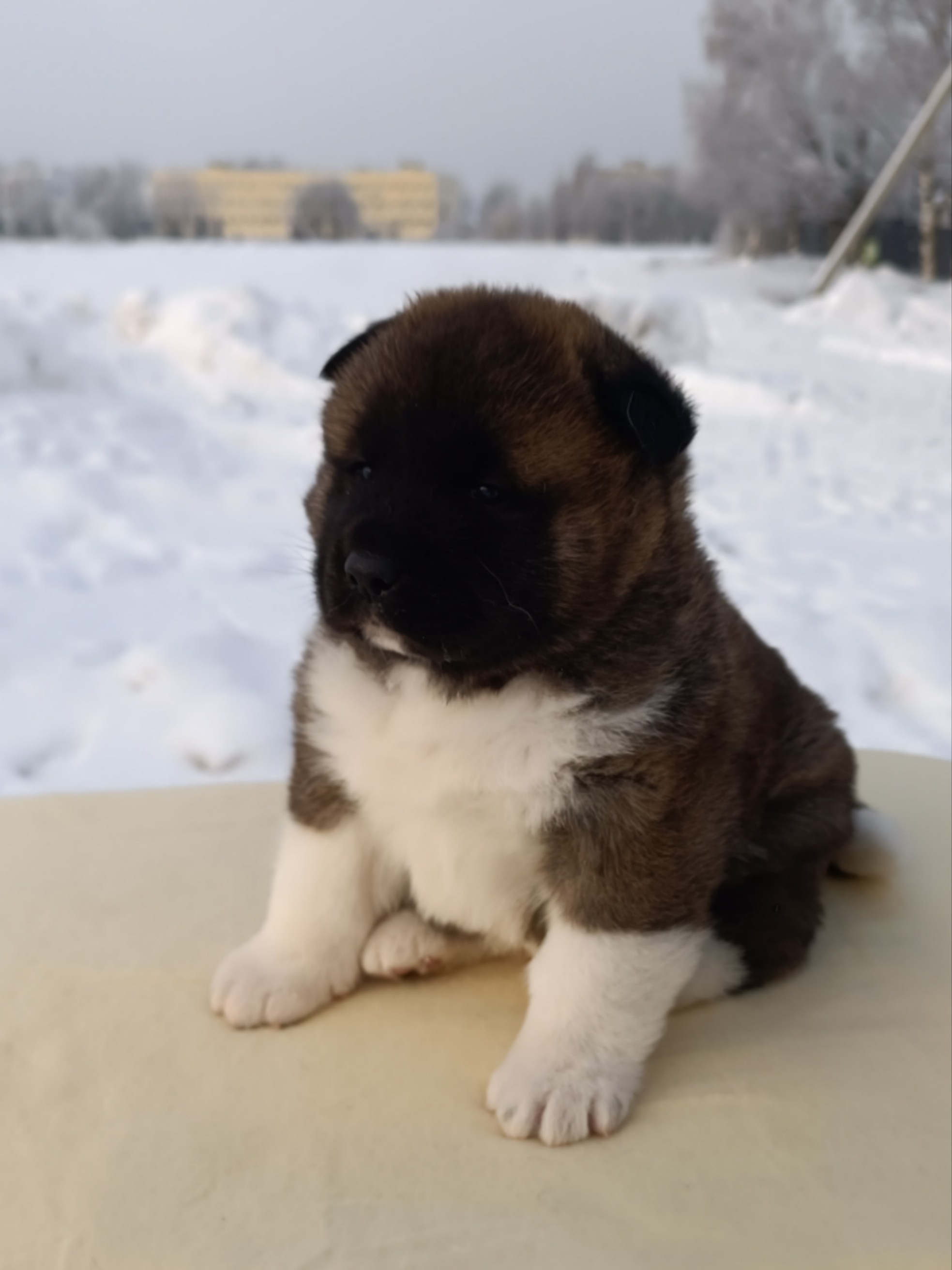 Rubylight Cirrus. Американская акита I Сиба ину I Питомник RUBYLIGHT