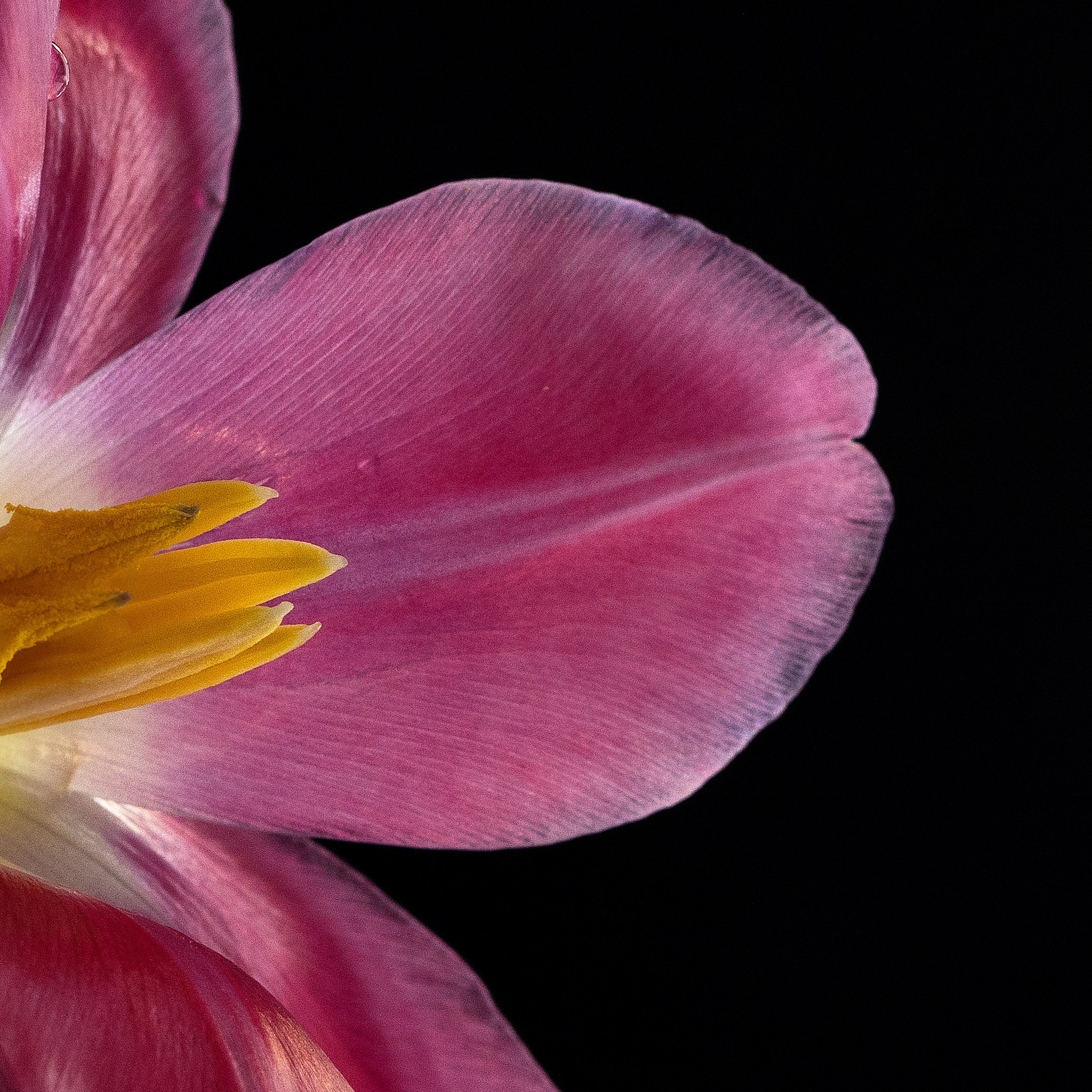 Last Petal. Author’s fine art prints with international delivery