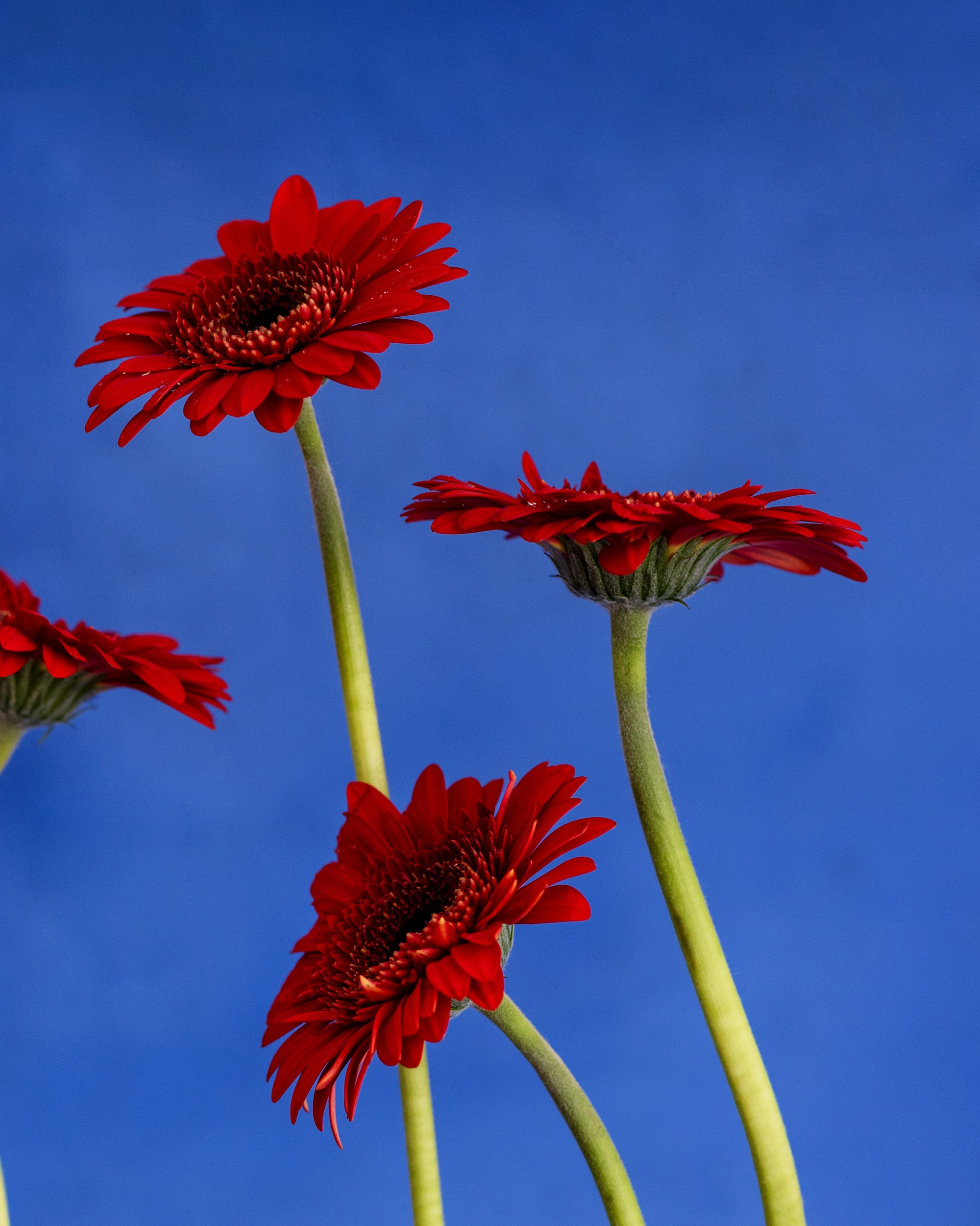 Red Notes. Author’s fine art prints with international delivery