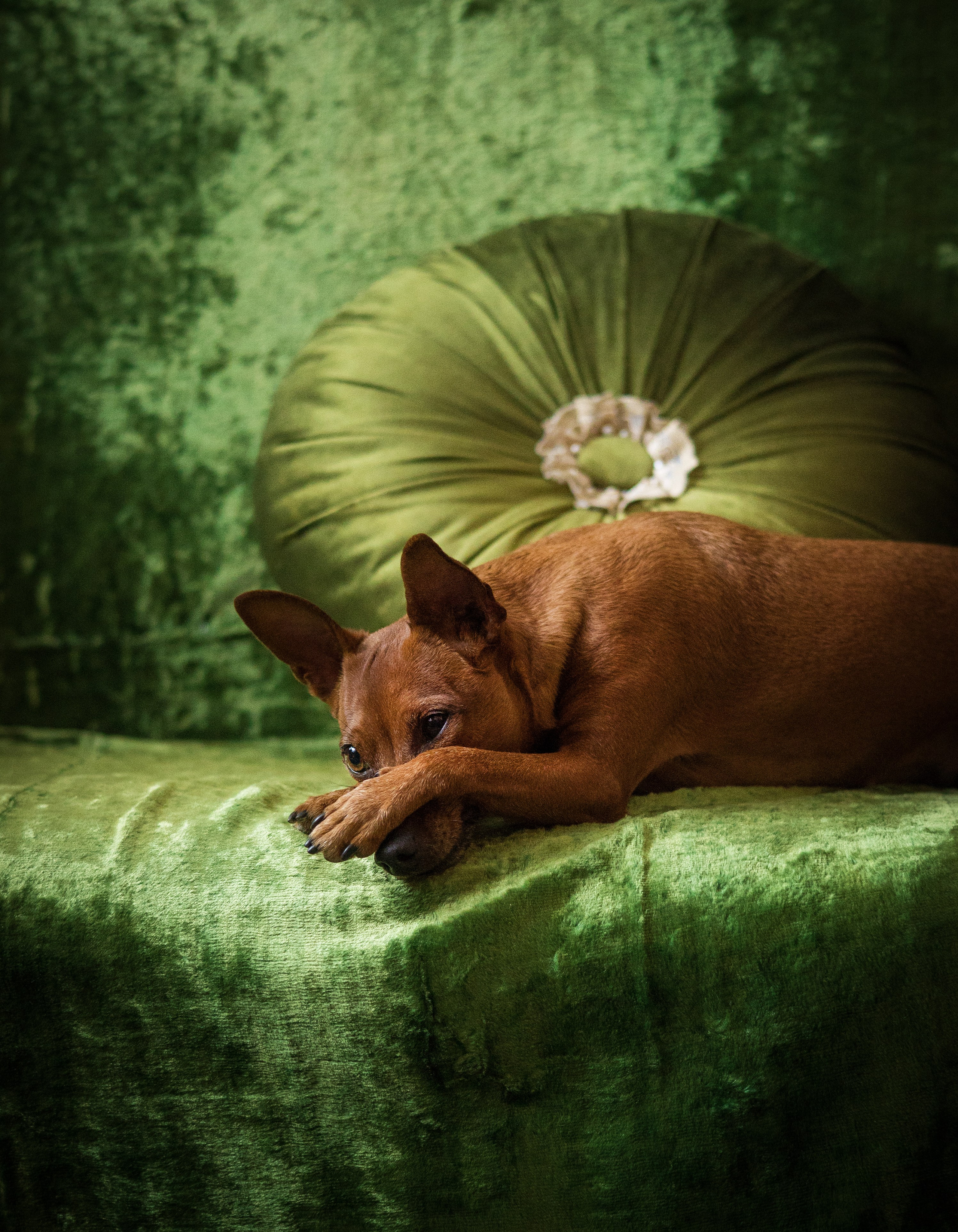 Портфолио. Фотограф-анималист в Екатеринбурге Марина Шишкина