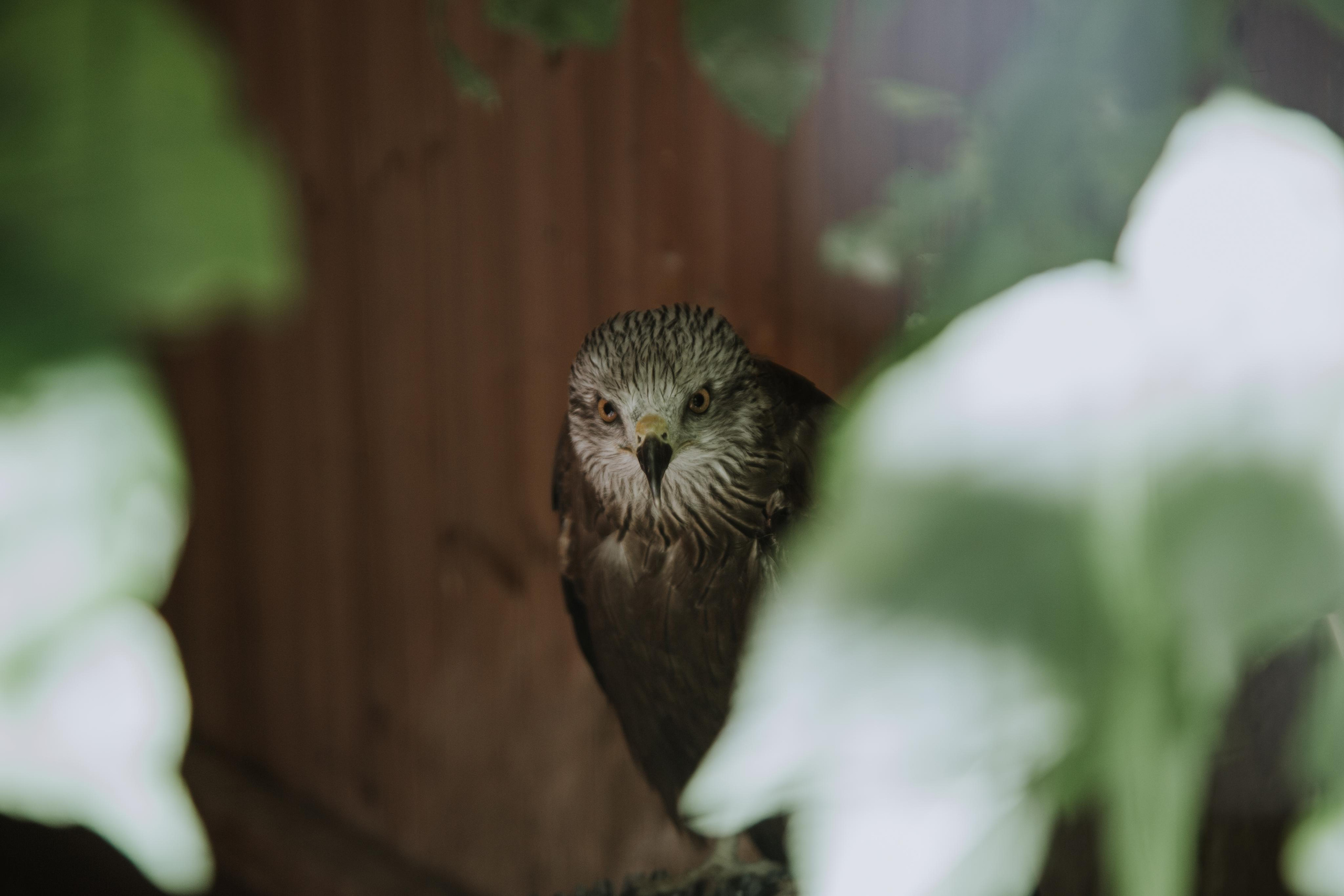 Соколиный двор. Photographer Sonkina Tatiana (Tanya Ash)