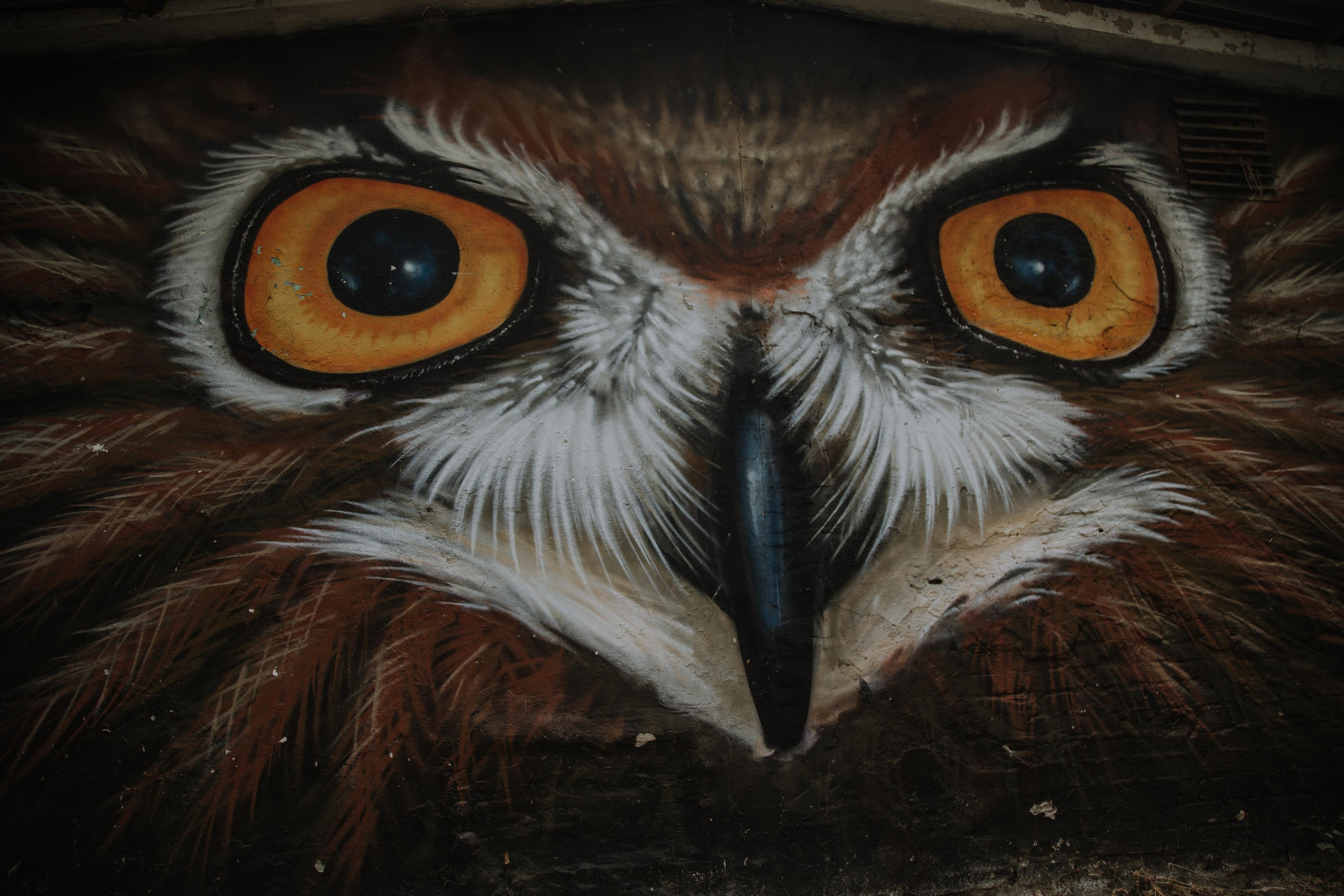 Соколиный двор. Photographer Sonkina Tatiana (Tanya Ash)