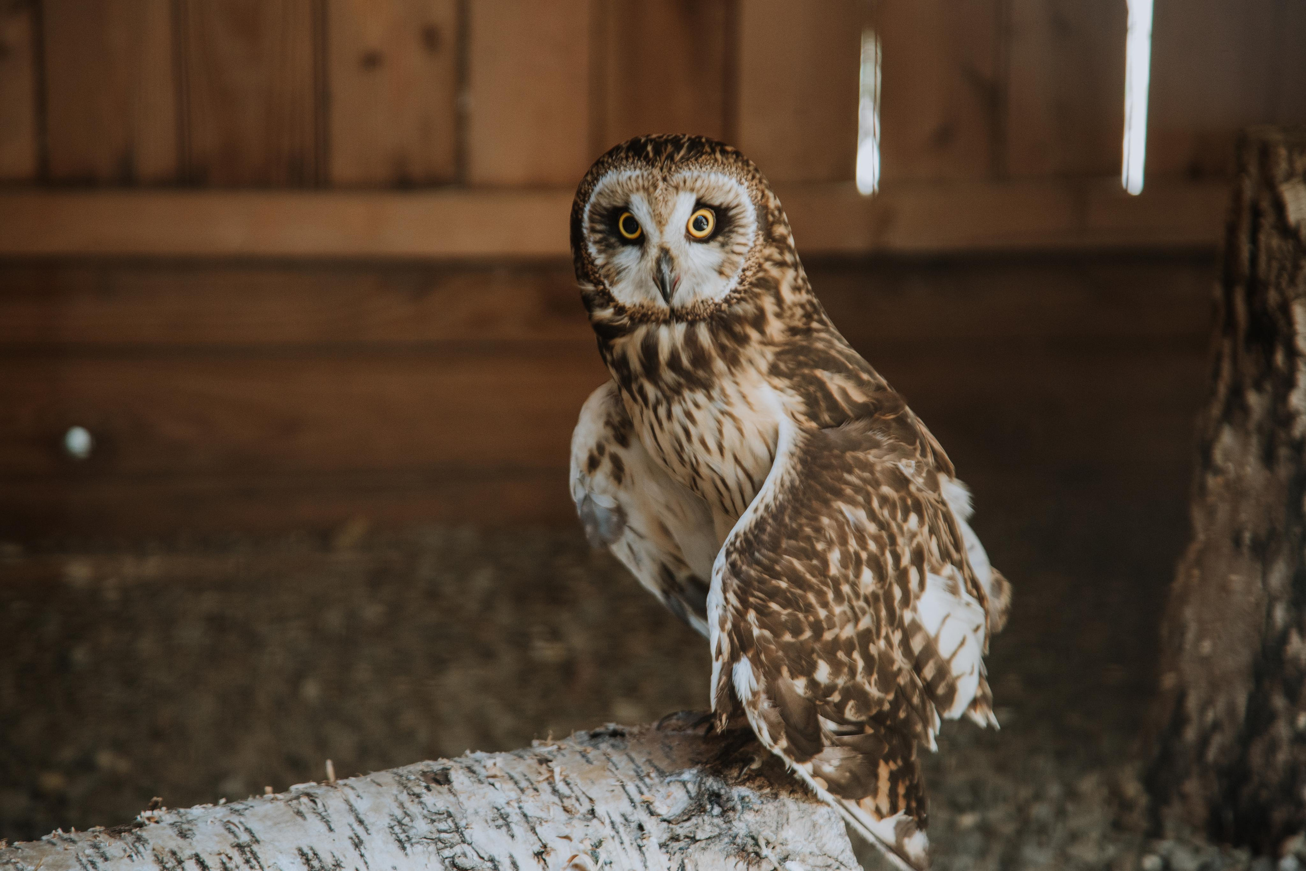 Соколиный двор. Photographer Sonkina Tatiana (Tanya Ash)