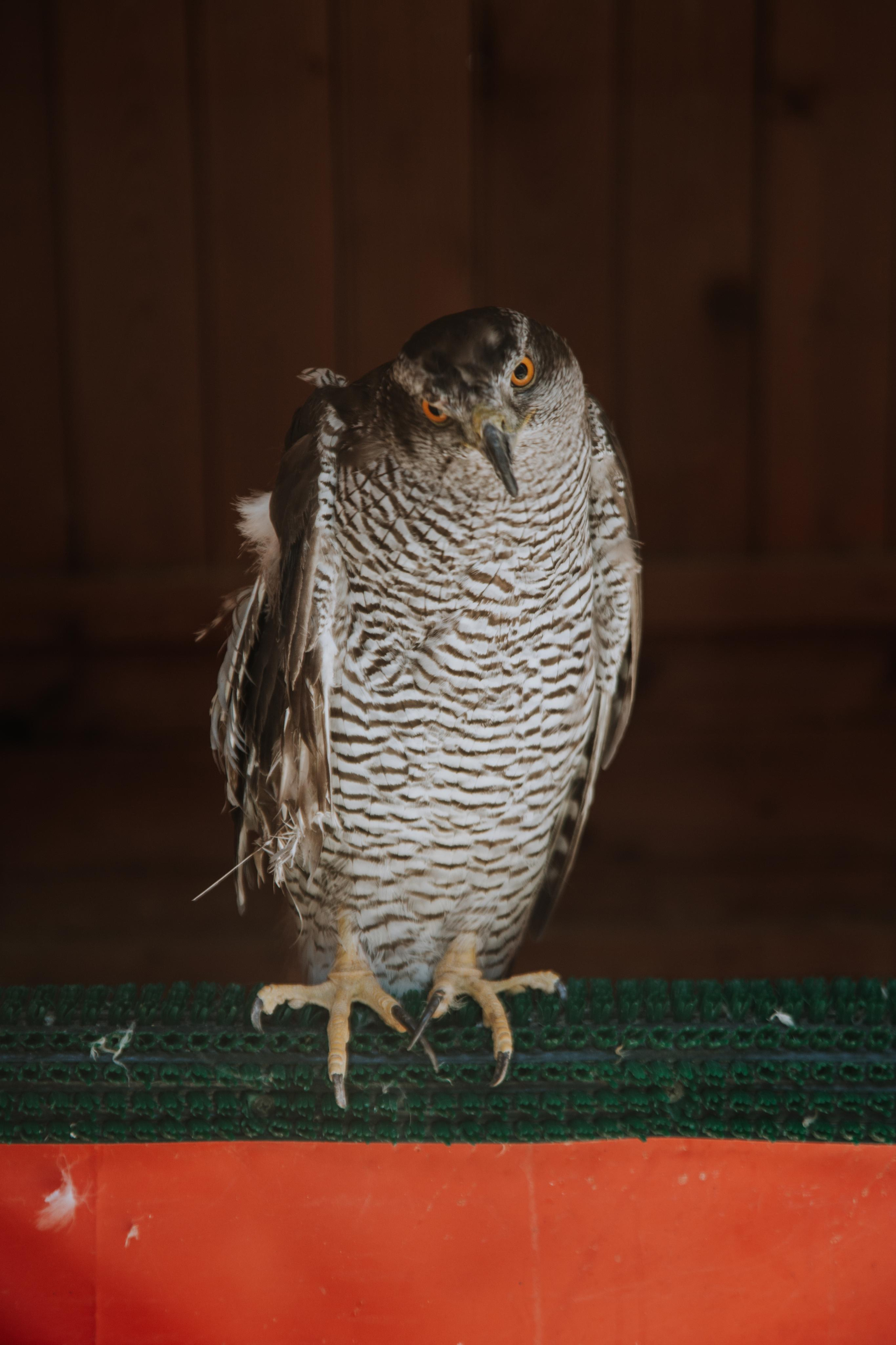 Соколиный двор. Photographer Sonkina Tatiana (Tanya Ash)