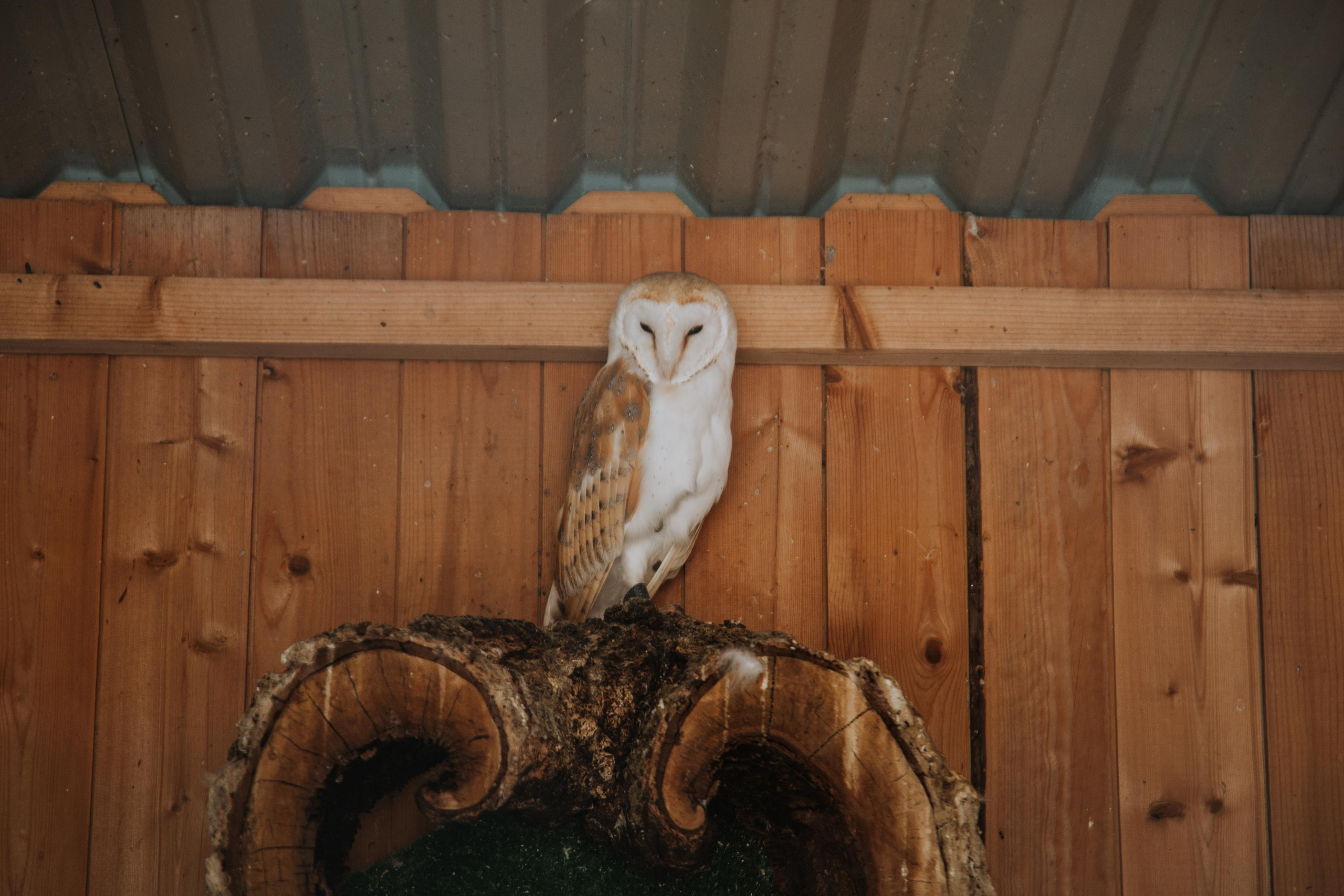 Соколиный двор. Photographer Sonkina Tatiana (Tanya Ash)