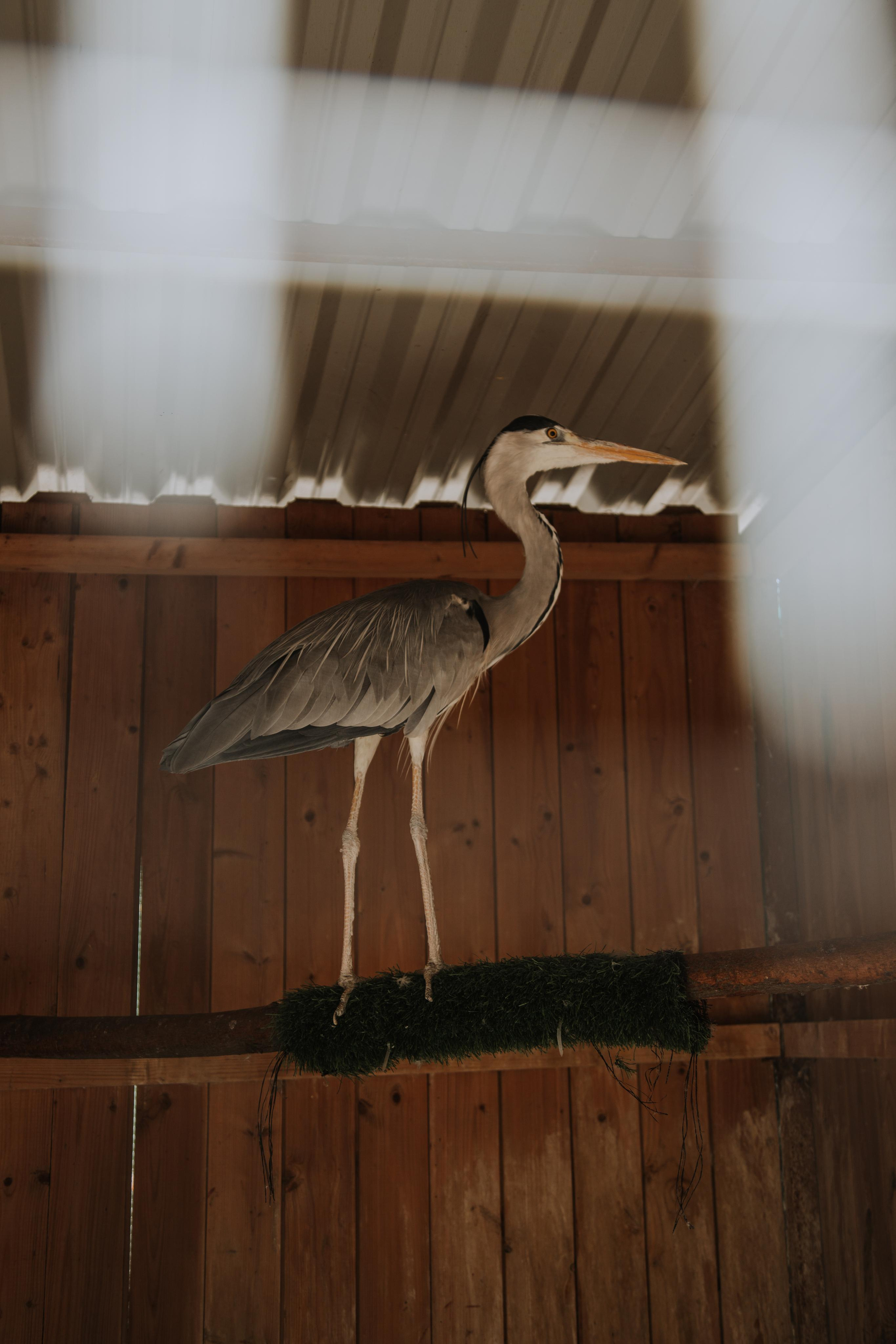 Соколиный двор. Photographer Sonkina Tatiana (Tanya Ash)