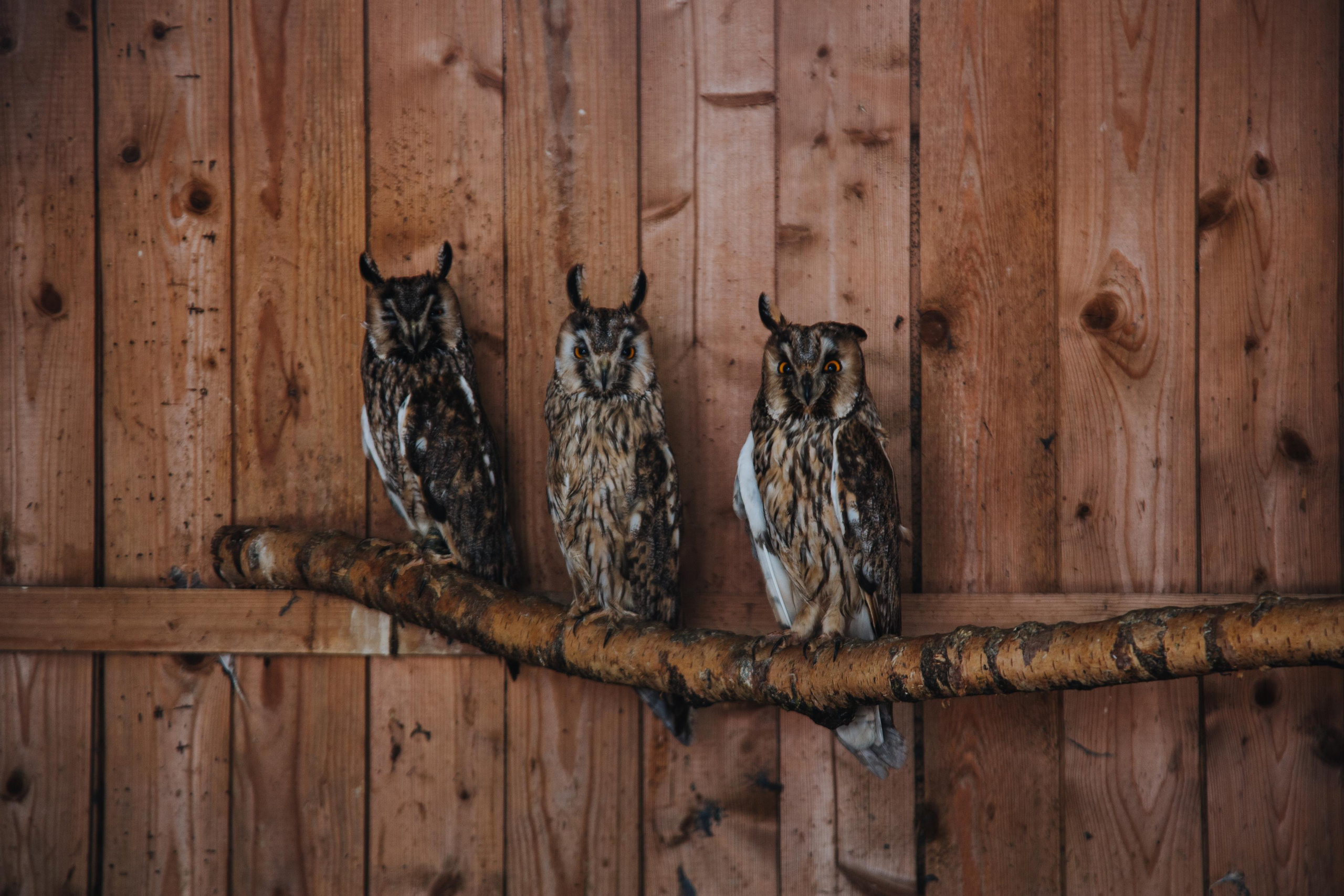 Соколиный двор. Photographer Sonkina Tatiana (Tanya Ash)