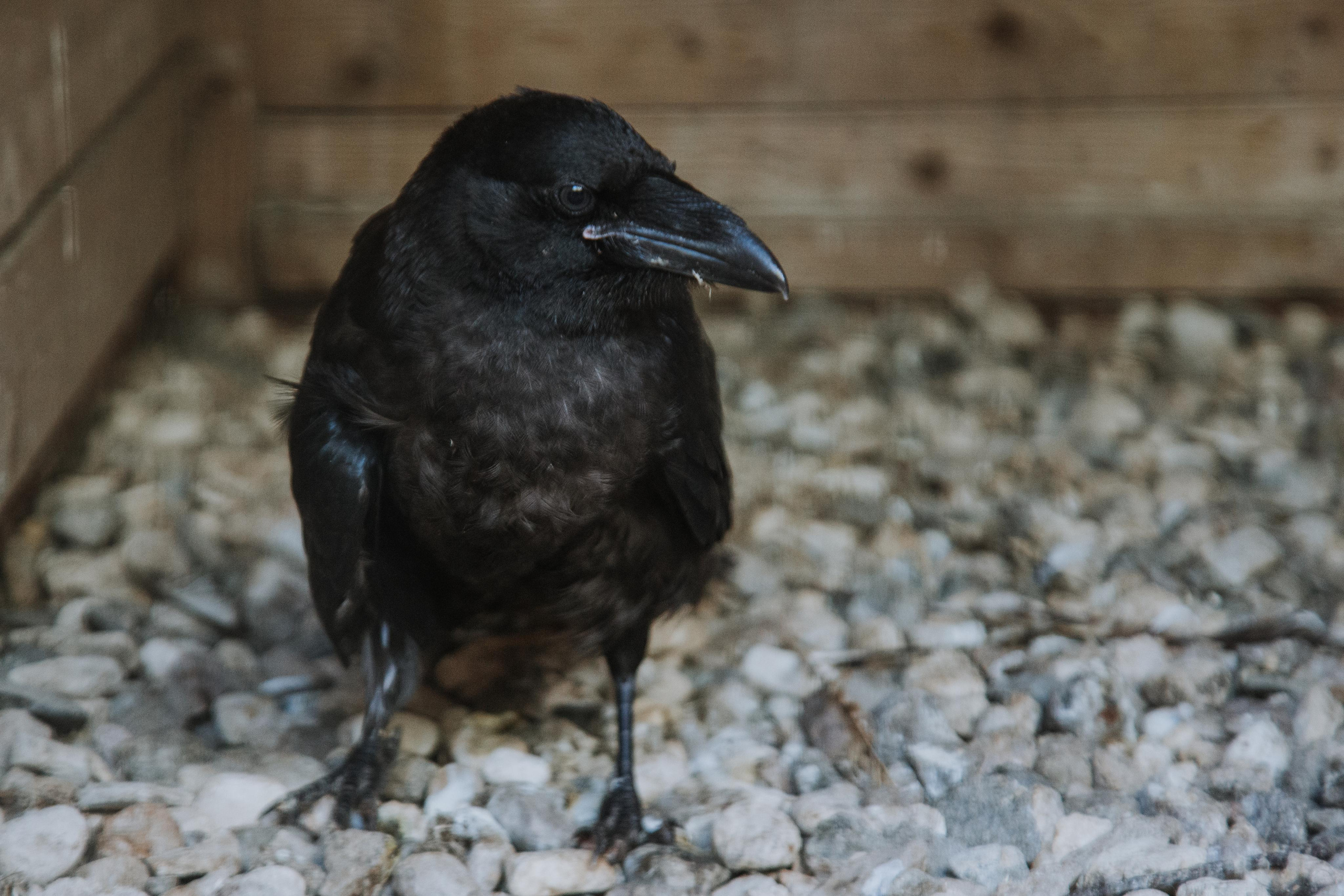 Соколиный двор. Photographer Sonkina Tatiana (Tanya Ash)