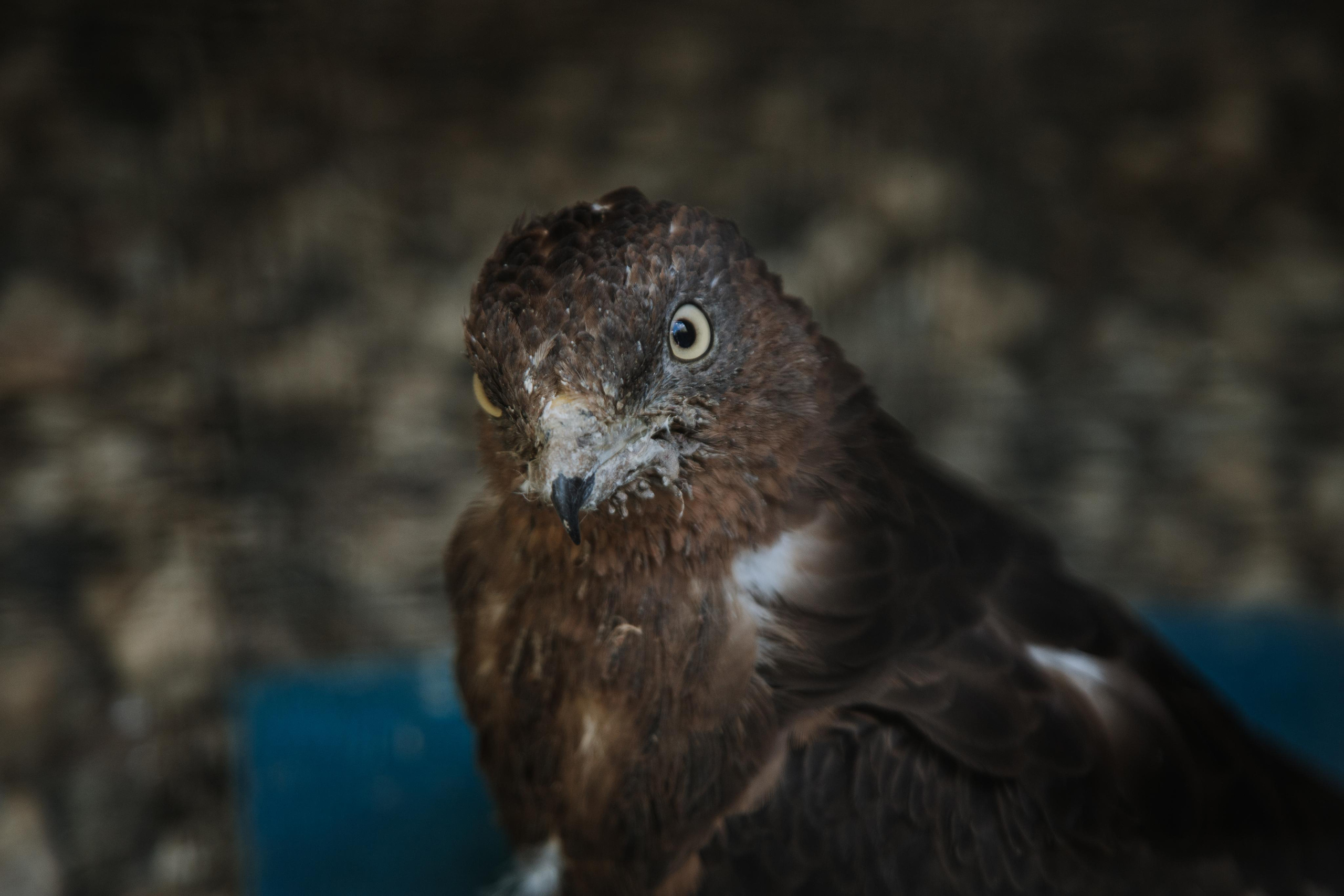 Соколиный двор. Photographer Sonkina Tatiana (Tanya Ash)