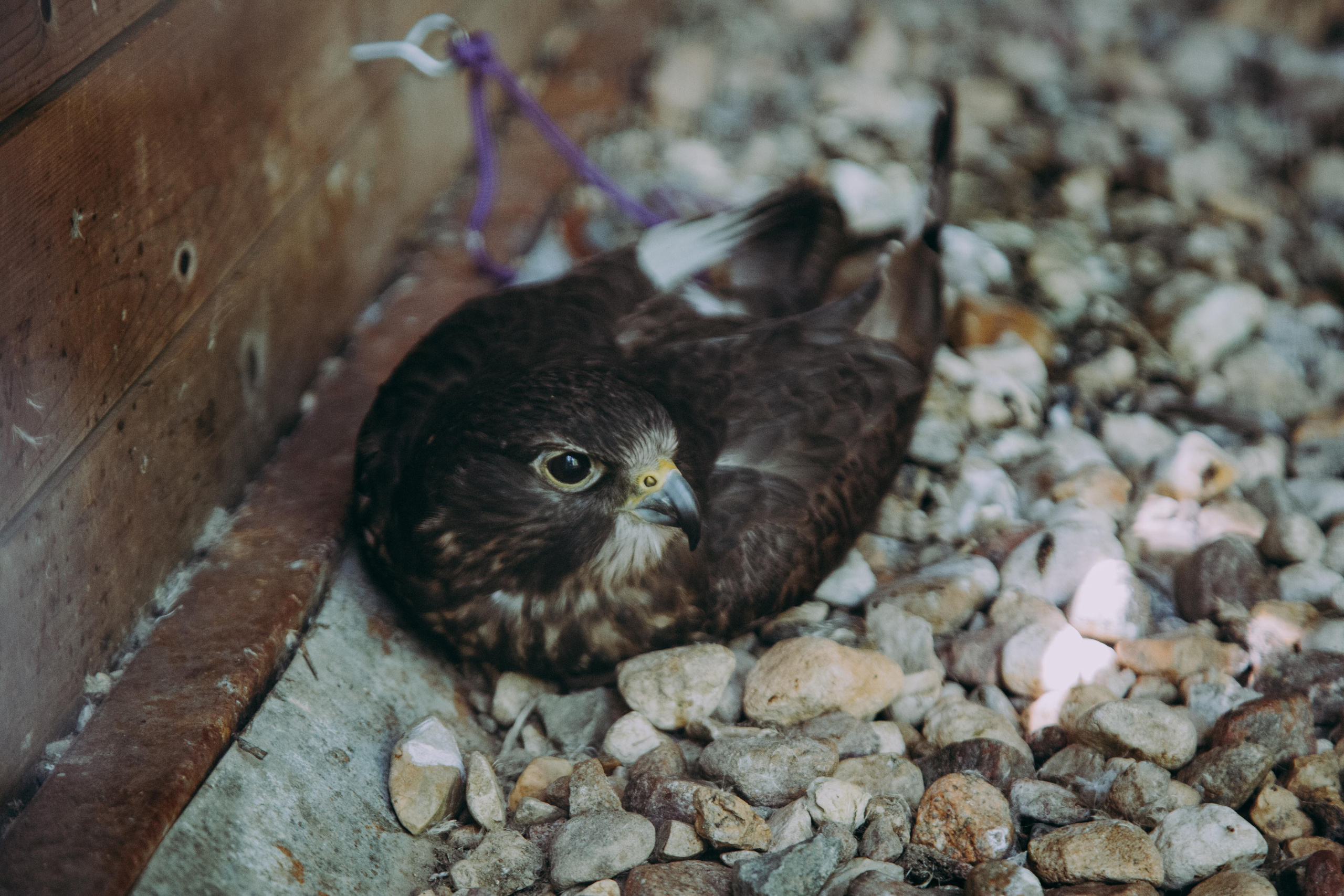 Соколиный двор. Photographer Sonkina Tatiana (Tanya Ash)