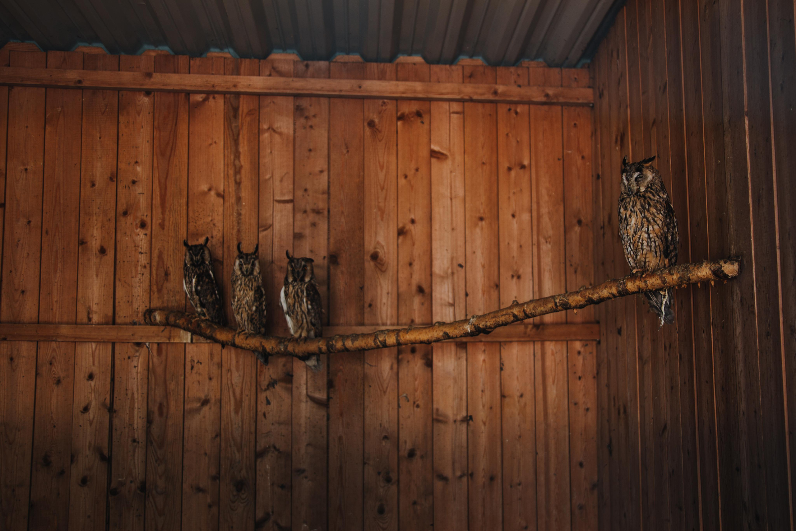 Соколиный двор. Photographer Sonkina Tatiana (Tanya Ash)