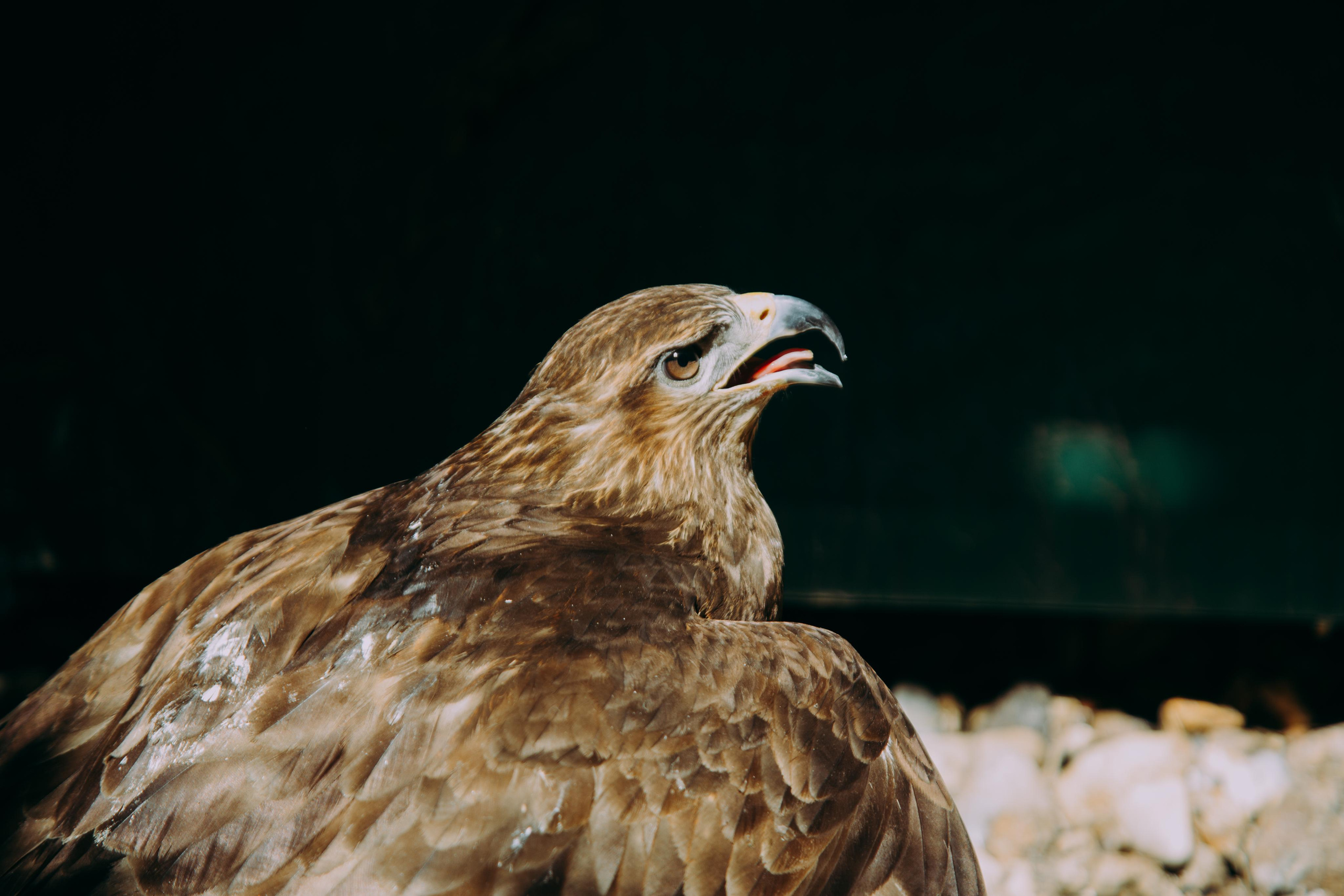 Соколиный двор. Photographer Sonkina Tatiana (Tanya Ash)