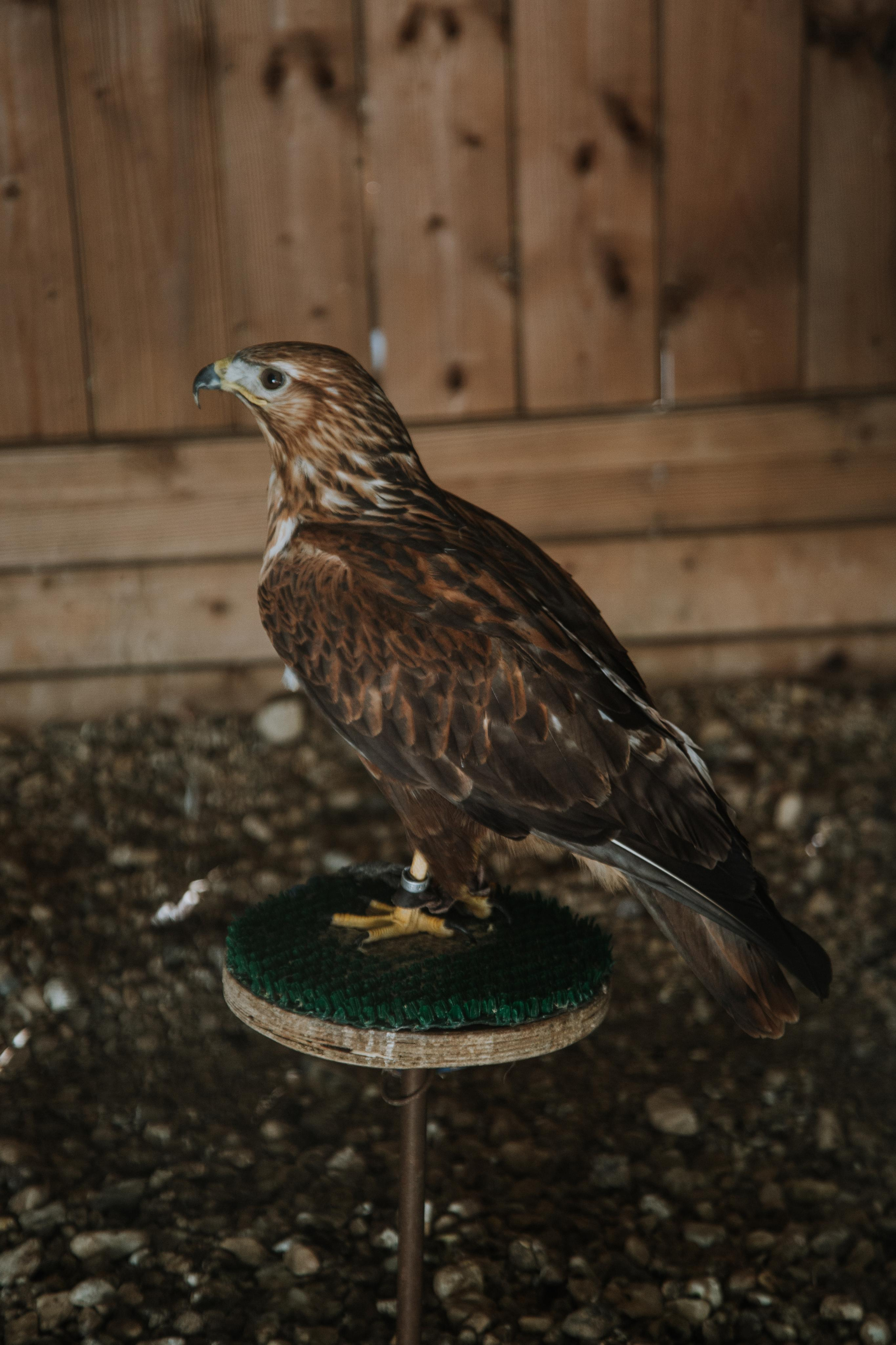 Соколиный двор. Photographer Sonkina Tatiana (Tanya Ash)