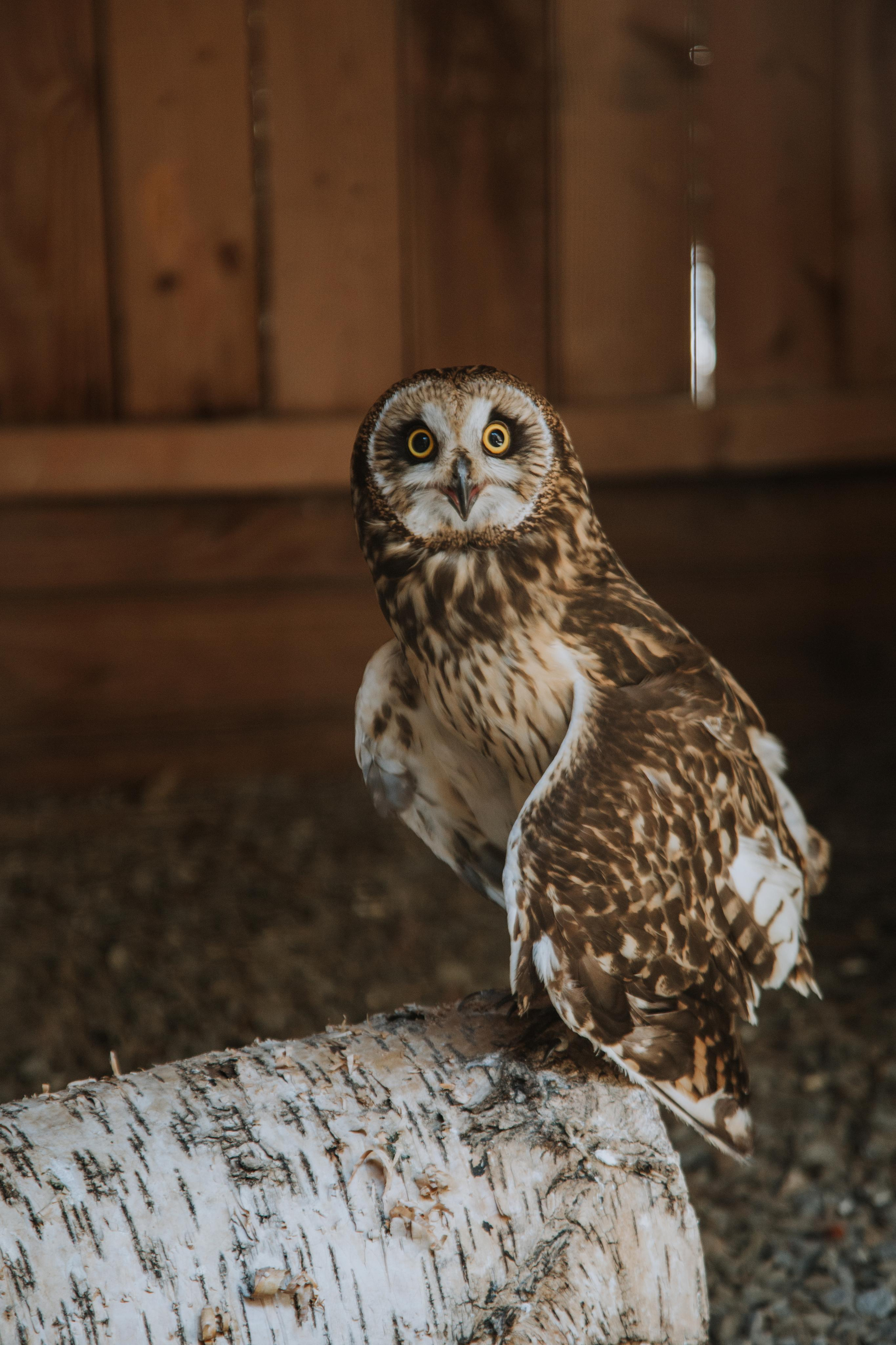 Соколиный двор. Photographer Sonkina Tatiana (Tanya Ash)