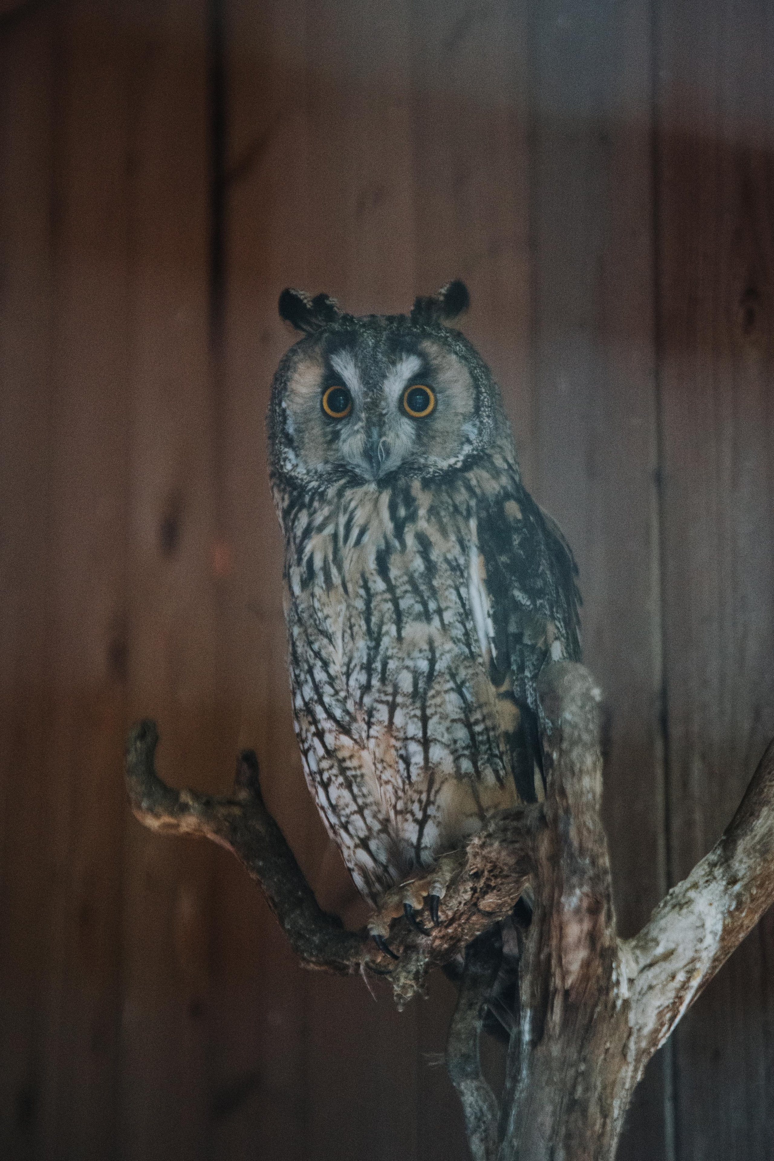 Соколиный двор. Photographer Sonkina Tatiana (Tanya Ash)