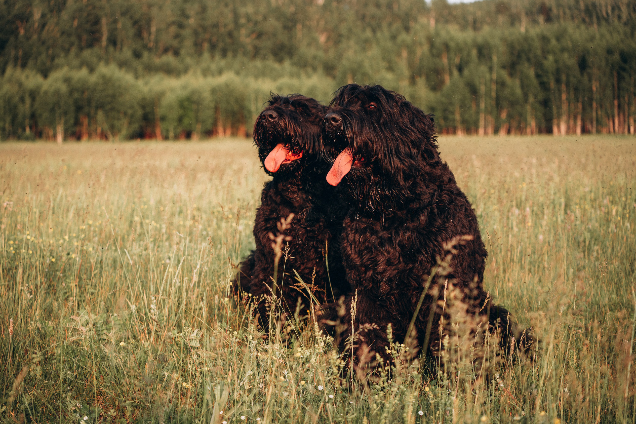 Лариса, Кира и Грэйс. Фотограф-анималист Анастасия Большакова