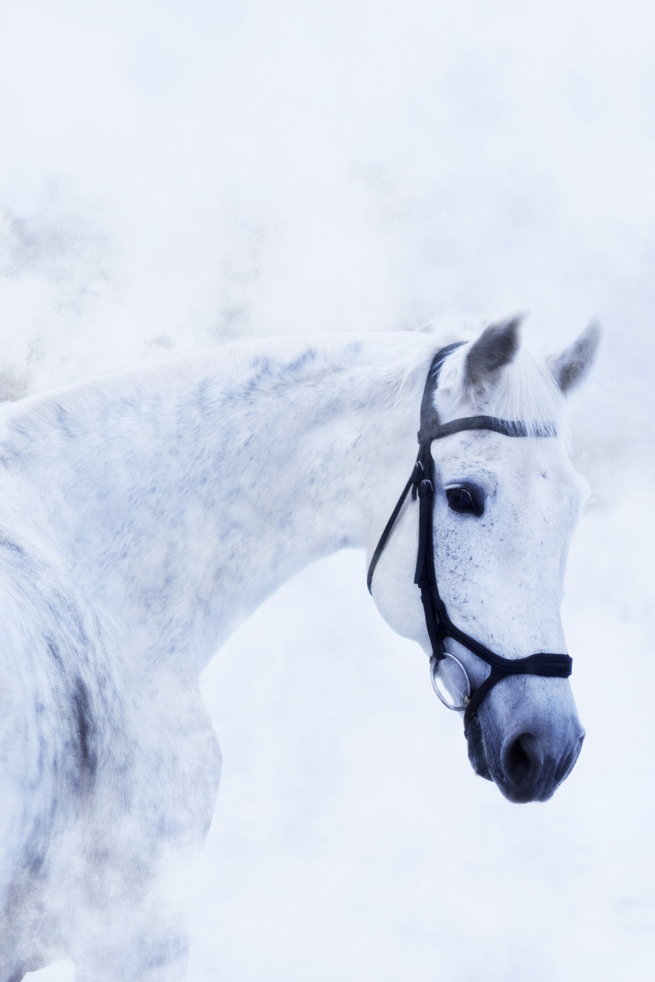 Фотосессии с лошадьми. Фотограф анималист — Тула, Москва