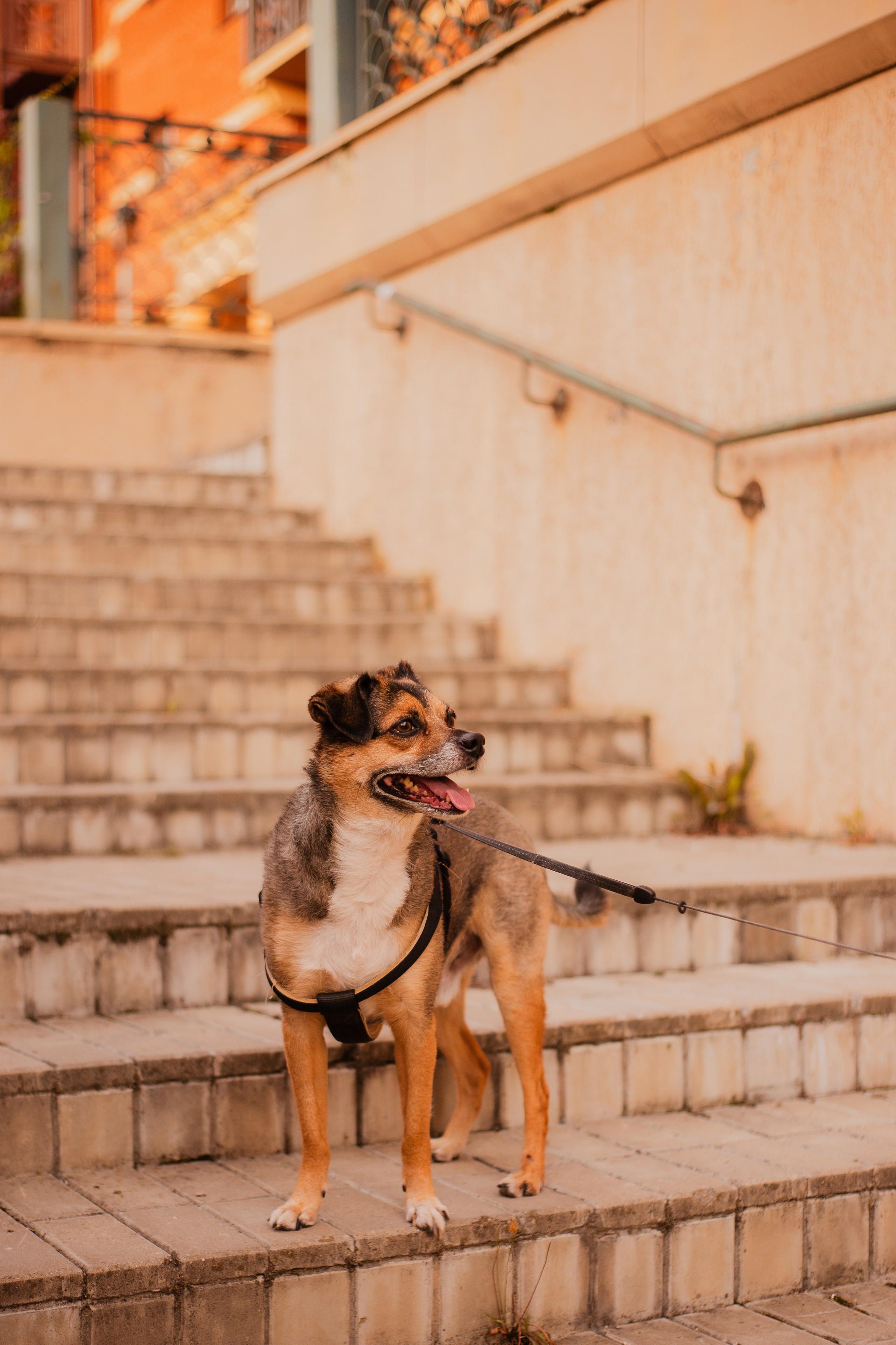 Виктория и Раф. Фотограф-анималист Мария Баркевич | Москва