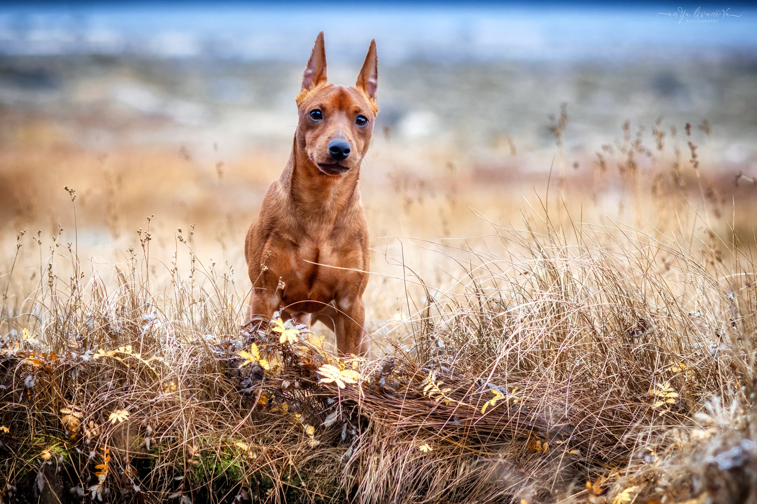 Пашка. Фотограф анималист Аня Ливанова | Рыбинск
