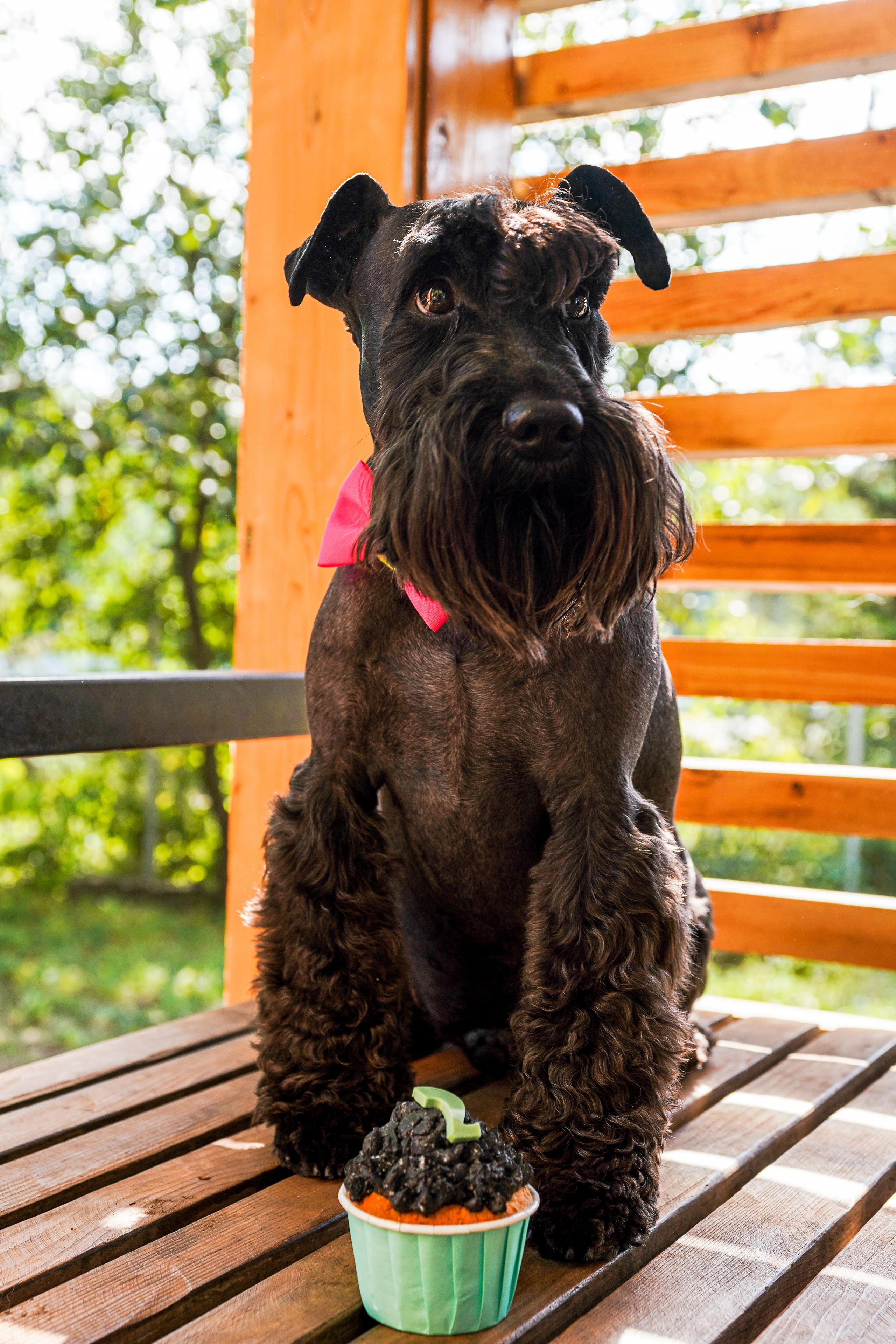 ДР собаки по имени Моррис :). Фотограф Казань