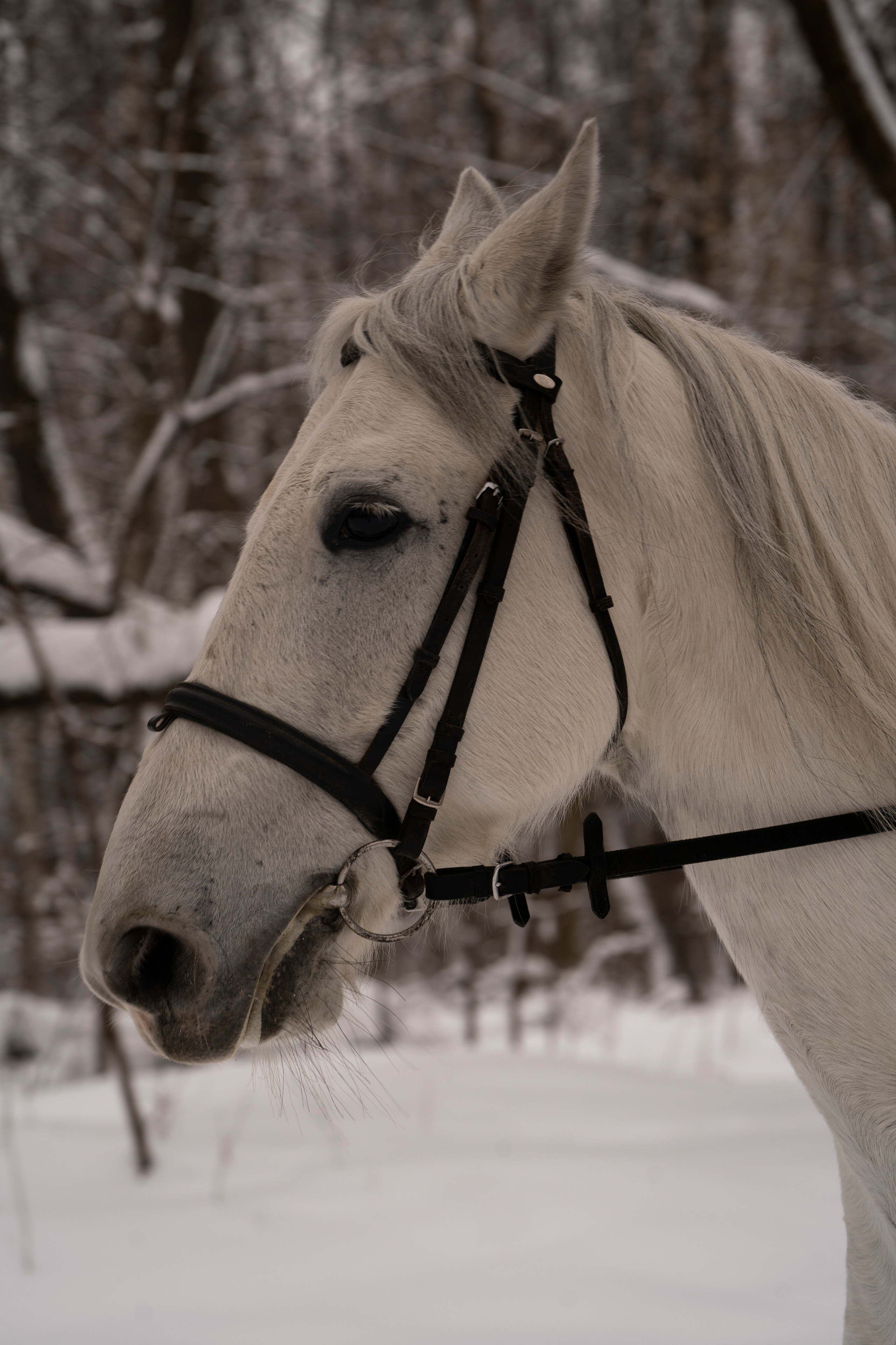 История о дружбе. Фотограф Москва. Базанова Анастасия