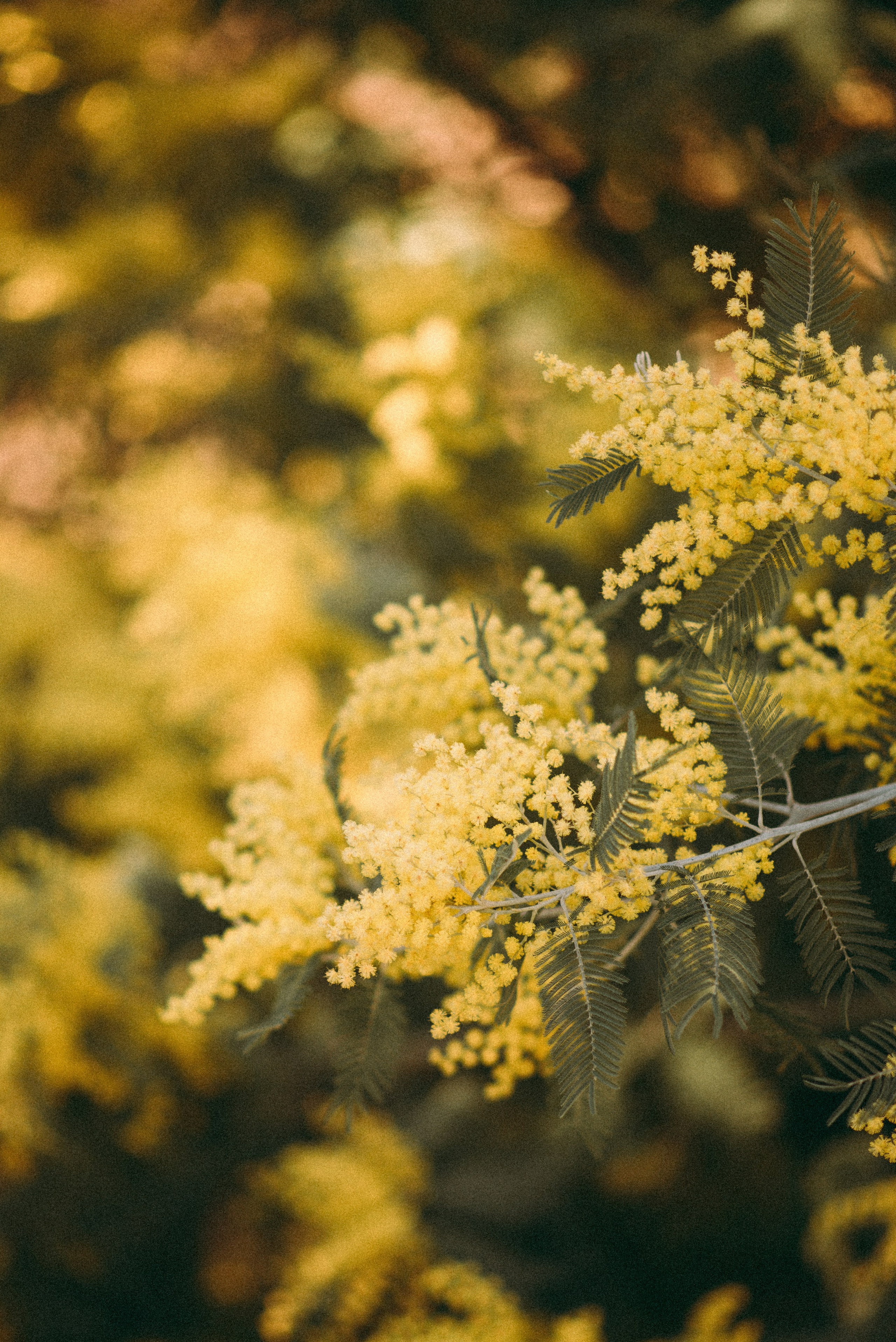 Мимоза. Семейный и женский фотограф Лоо Краснодар Сочи Энем Татьяна Трибурт