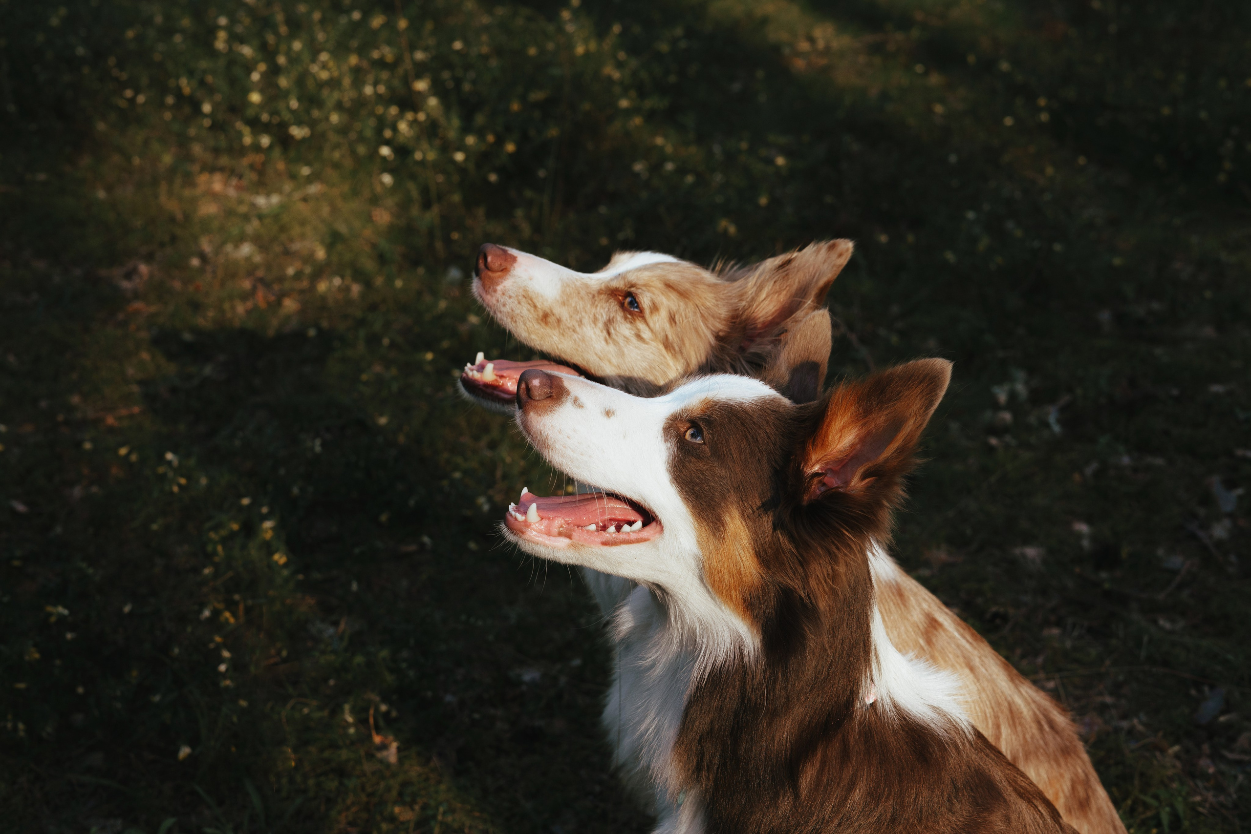Рита, Маша и много собак. Фотограф анималист Осипчикова Мария