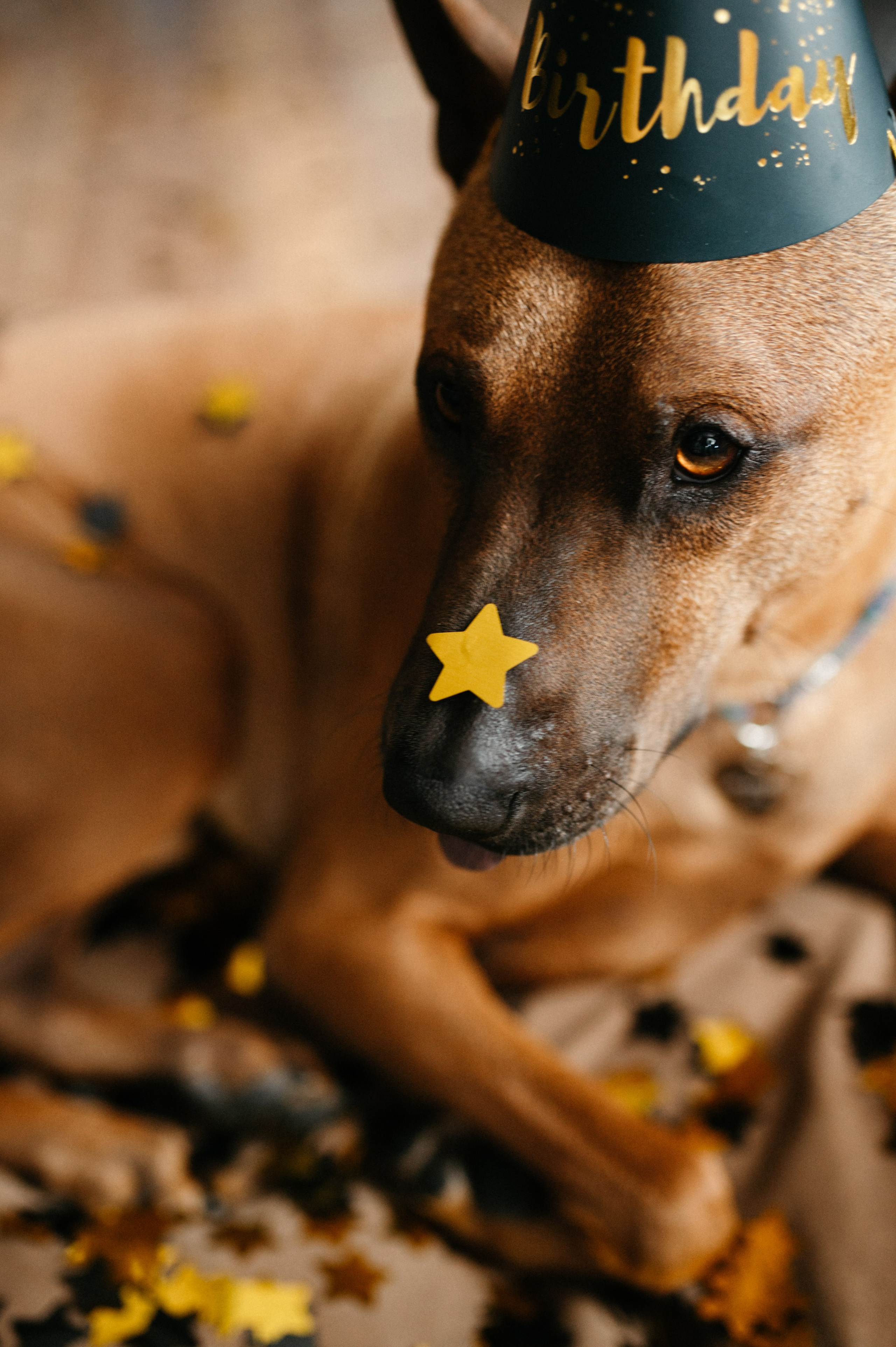 Оксана и Зевс. Фотограф анималист в Москве Ольга Агушева