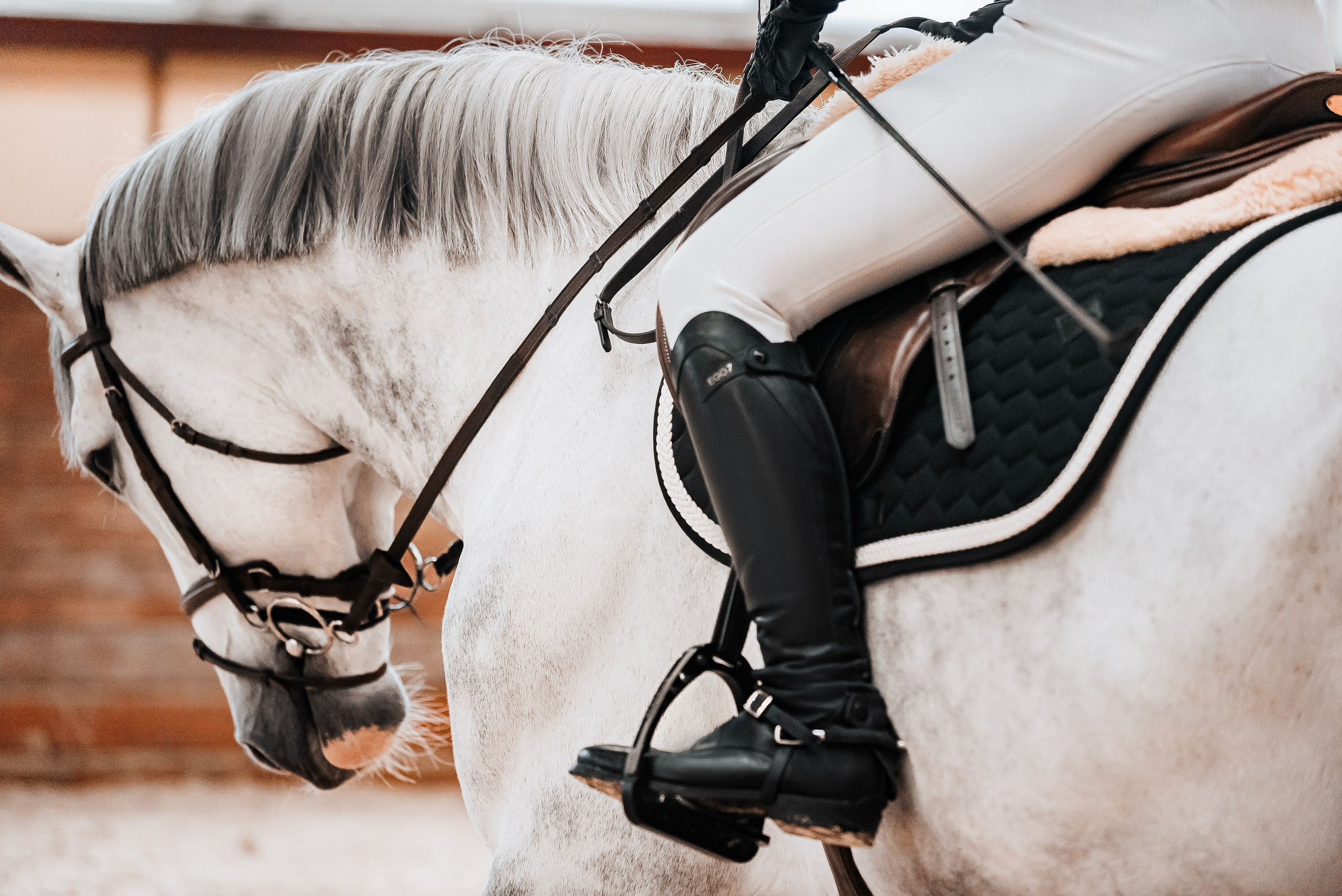 Анастасия и Соперник. Куракина Дарья • Конный фотограф
