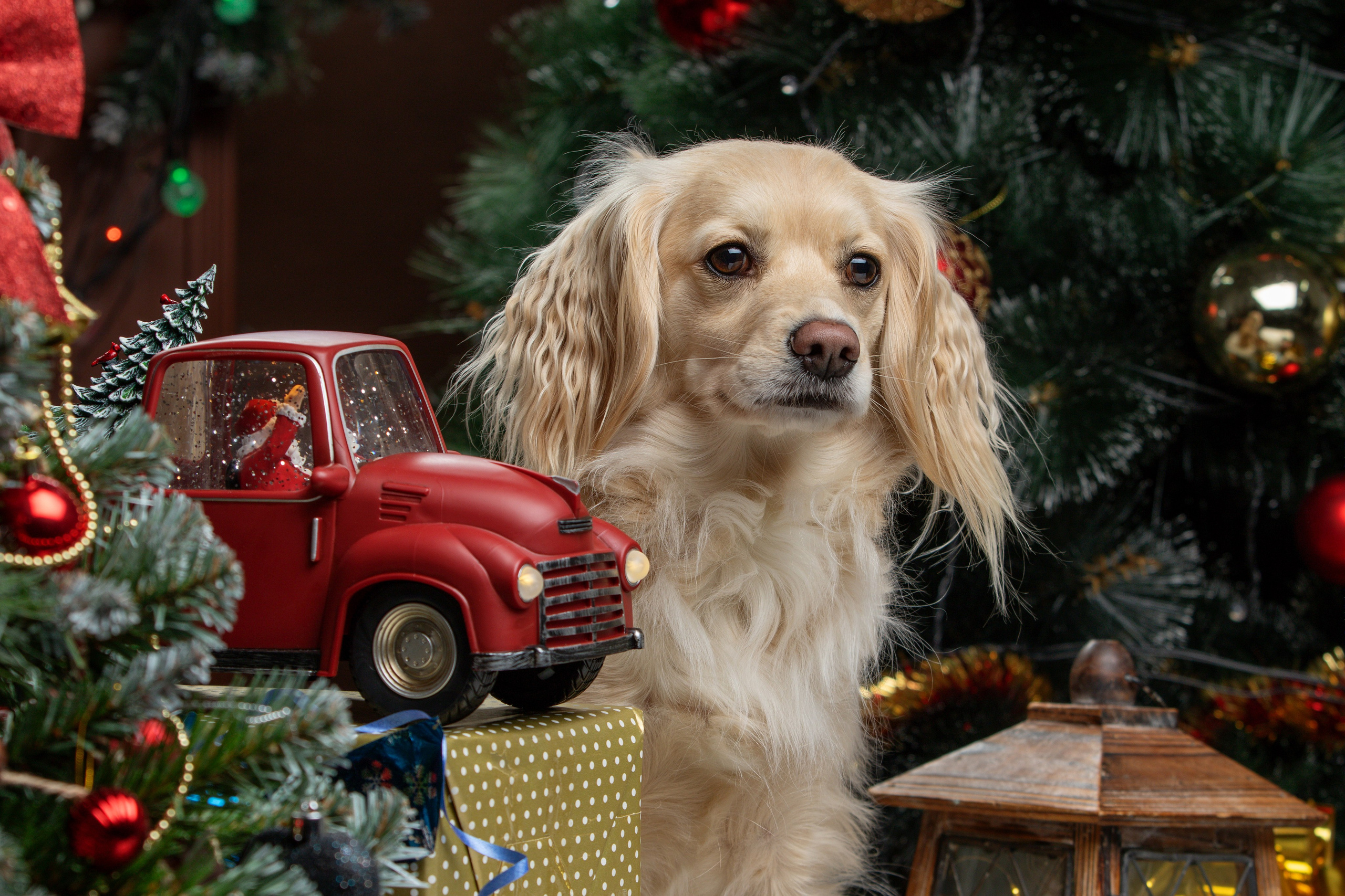 Фотограф-анималист Юлия Зубкова