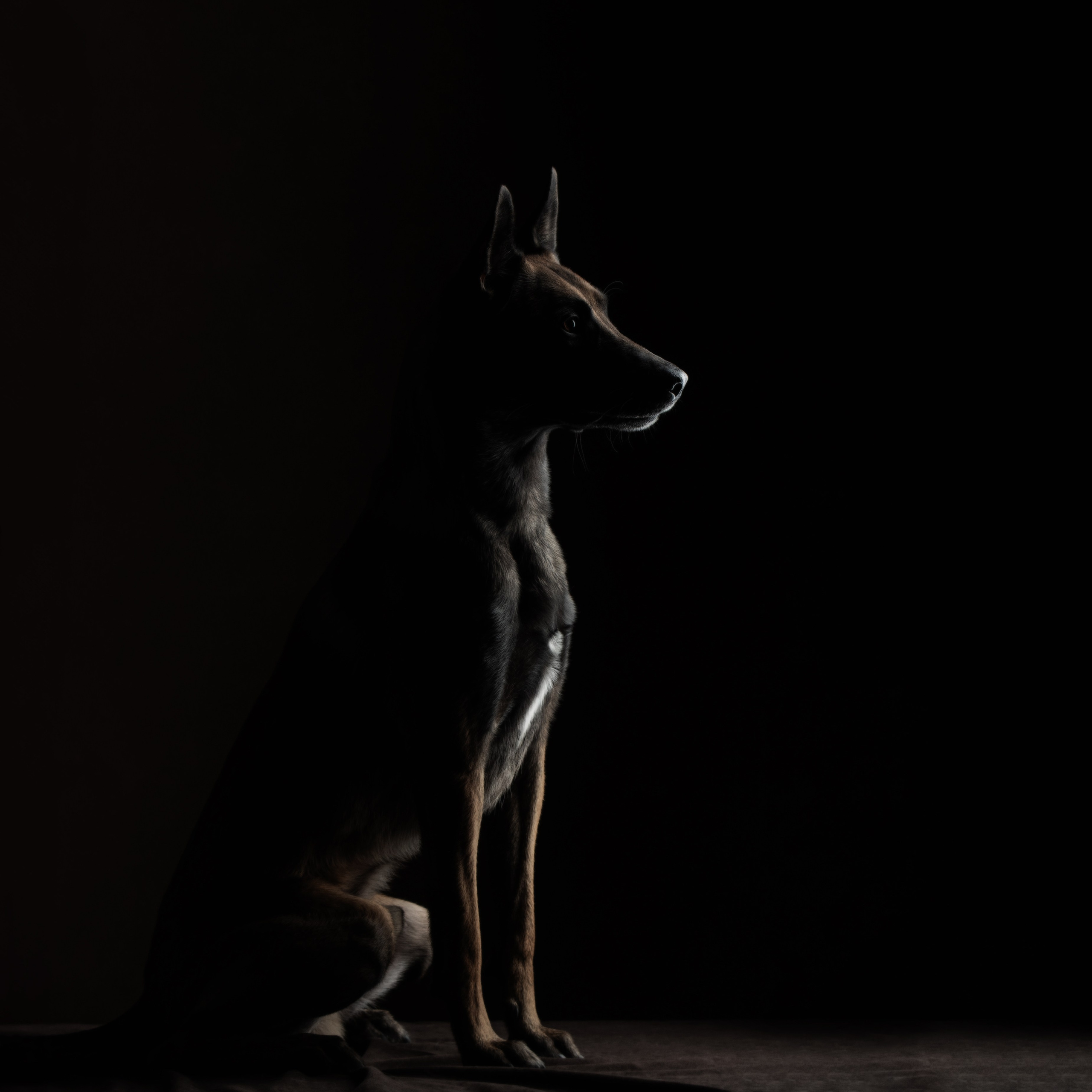 Фотограф-анималист Юлия Зубкова