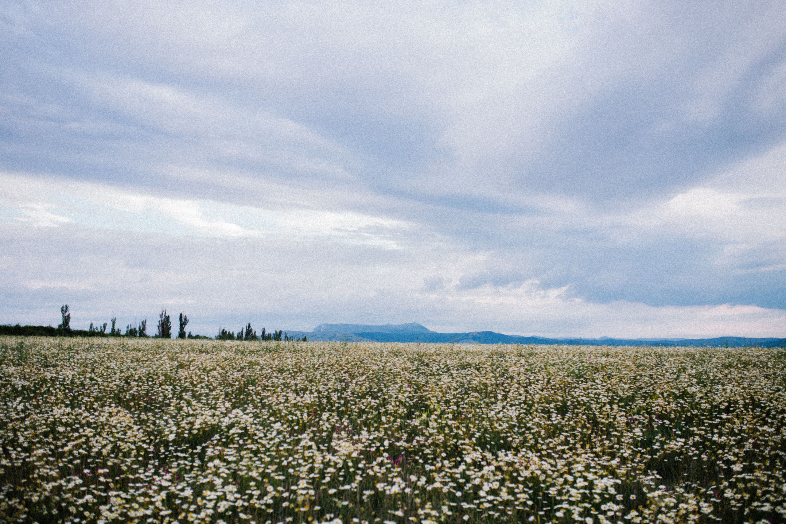 Раз ромашка, два ромашка. Свадебный и семейный фотограф в Варшаве