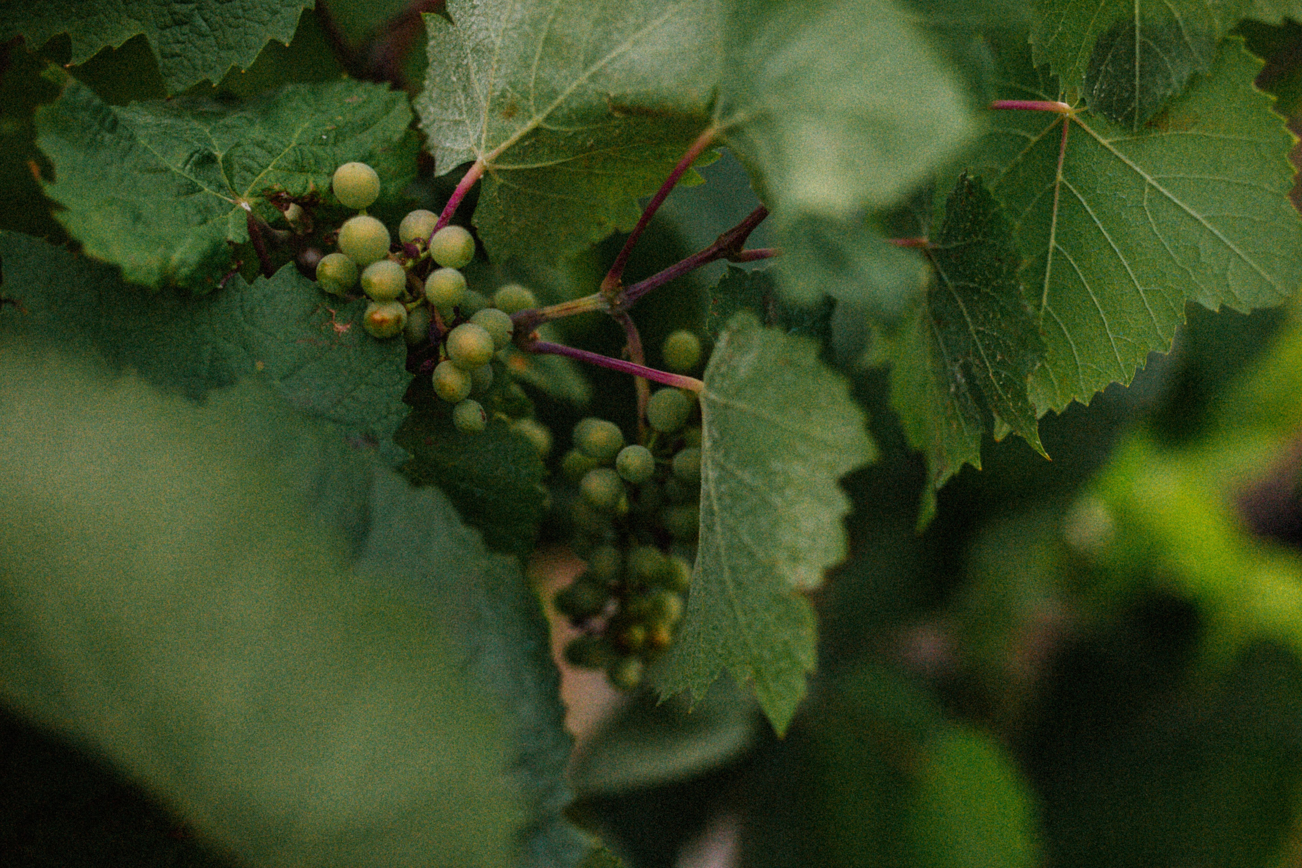 Какое счастье на вкус?. Свадебный и семейный фотограф в Варшаве