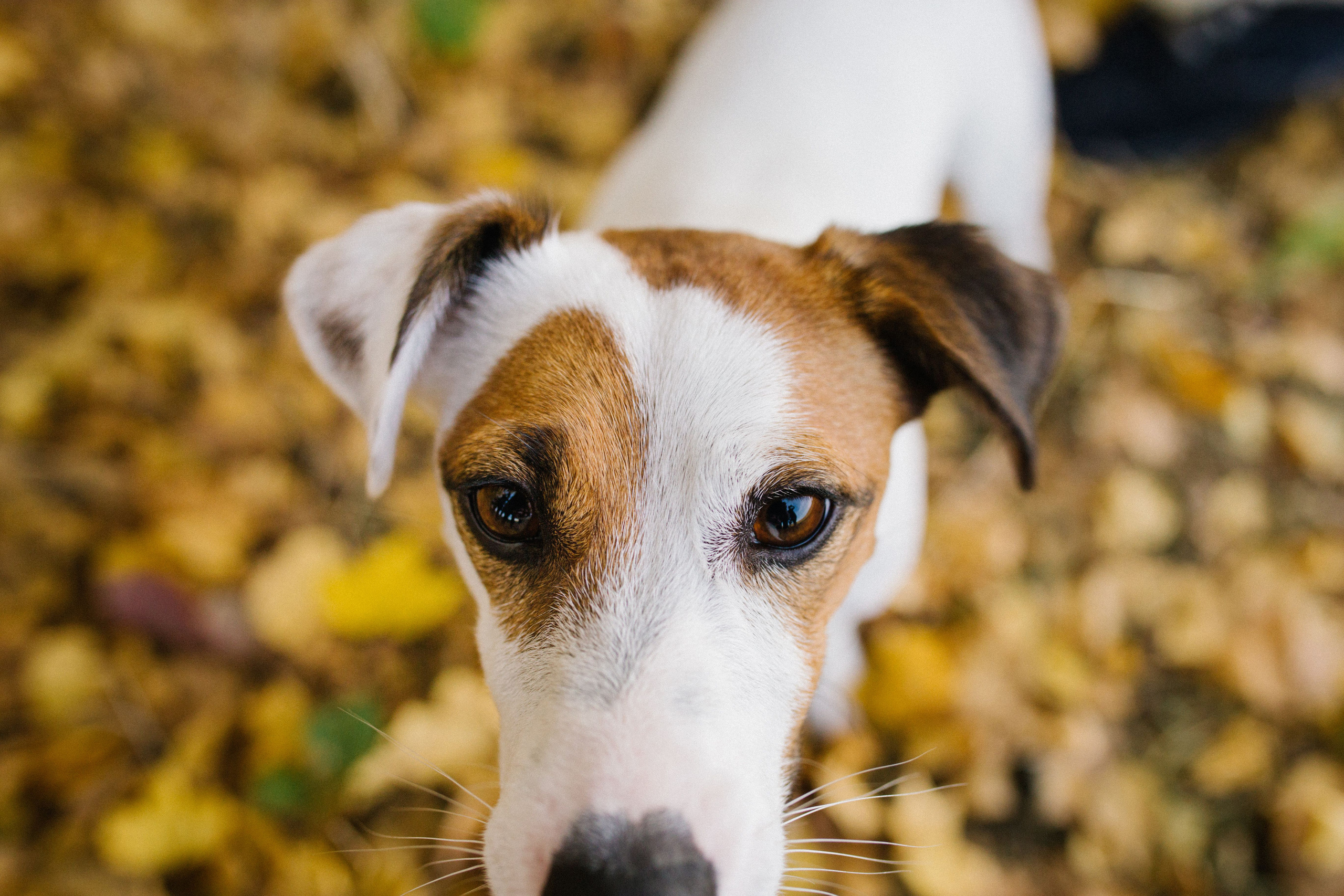 Этот мир принадлежит нам. Свадебный и семейный фотограф в Варшаве