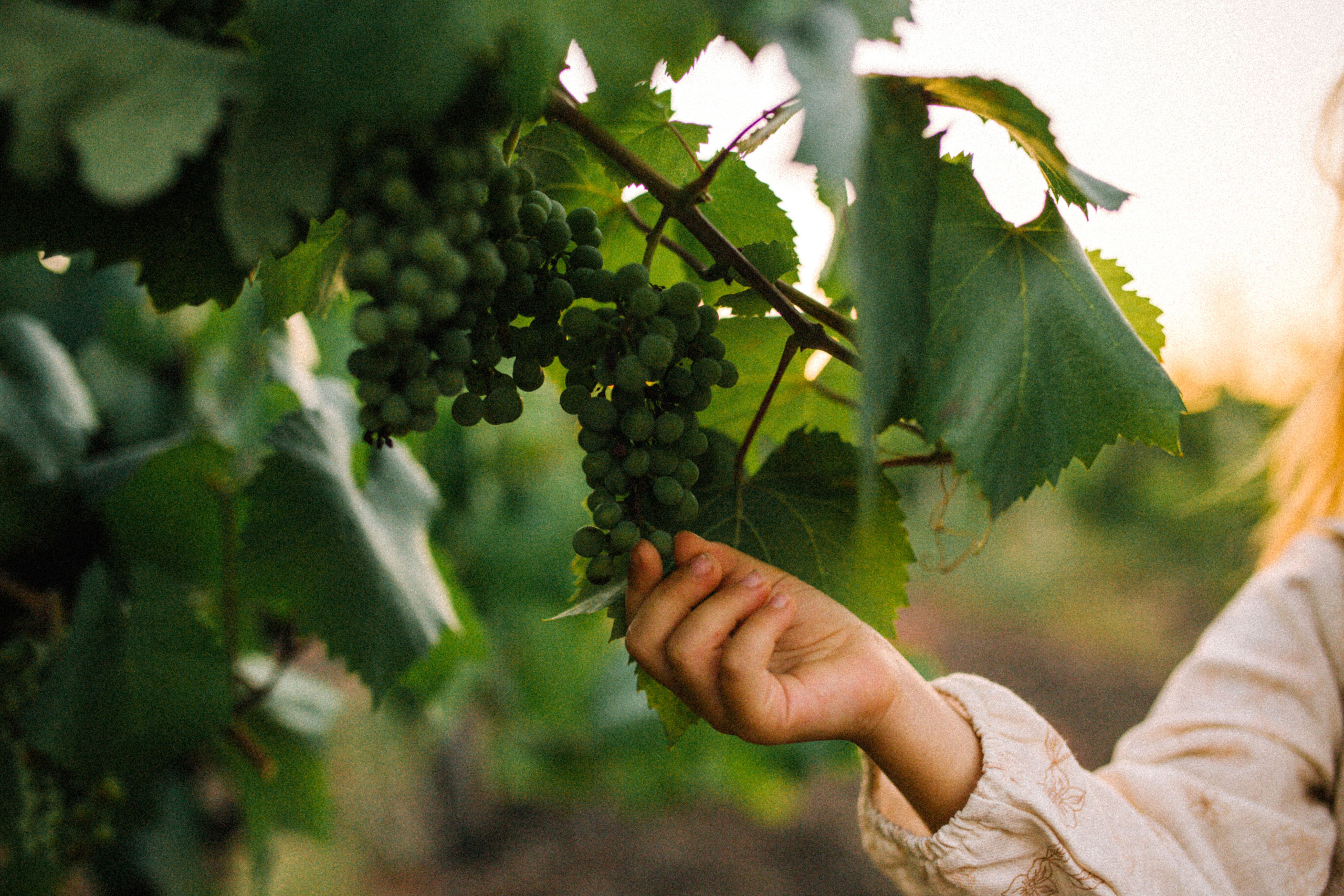 Какое счастье на вкус?. Свадебный и семейный фотограф в Варшаве