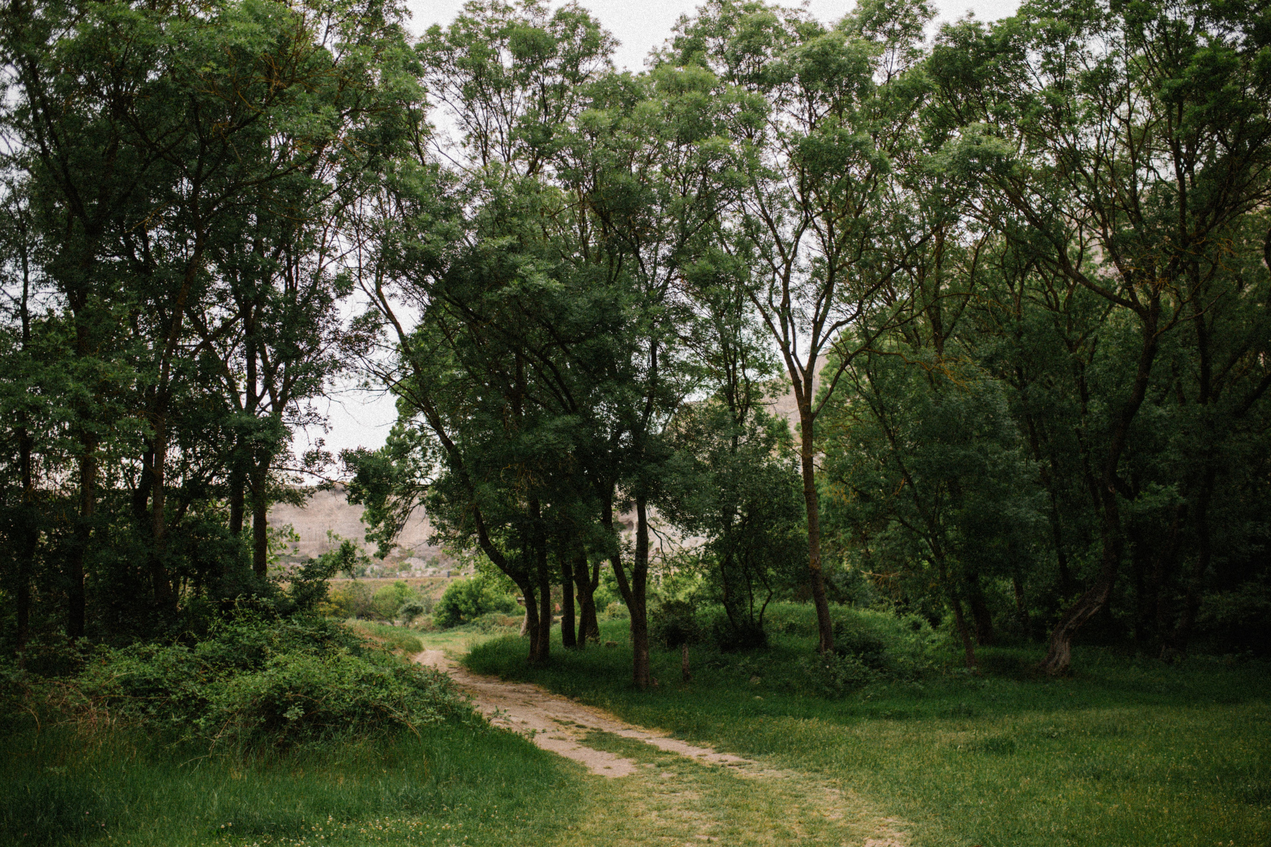 Когда деревья казались большими. Свадебный и семейный фотограф в Варшаве
