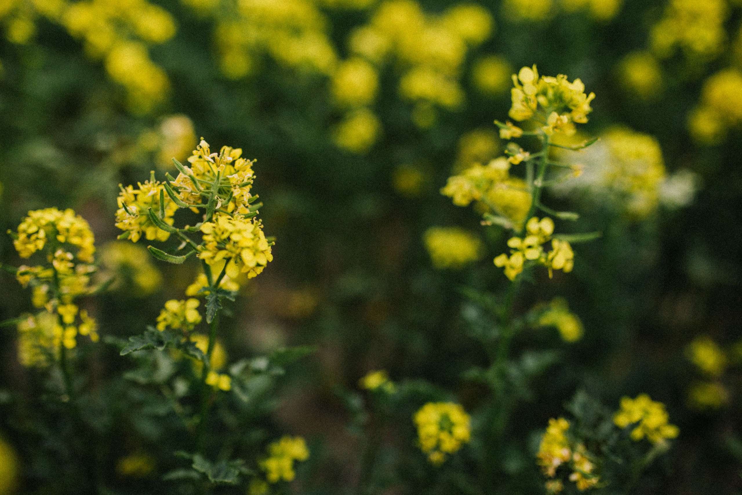 Сейчастье. Свадебный и семейный фотограф в Варшаве