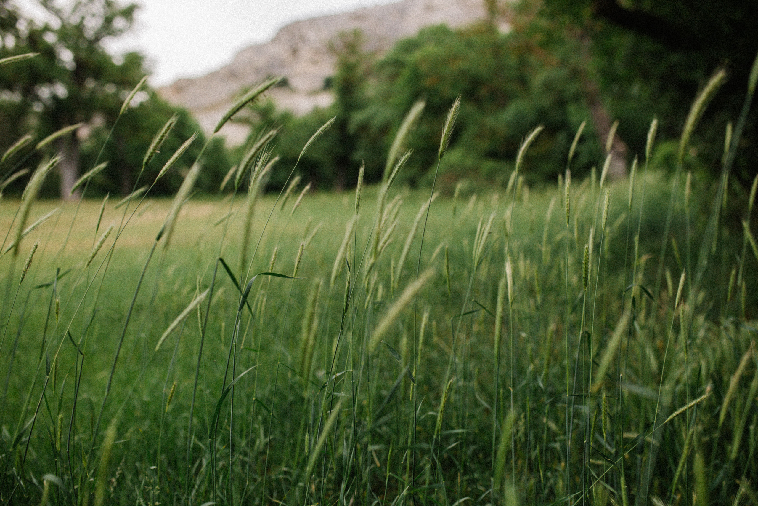Когда деревья казались большими. Свадебный и семейный фотограф в Варшаве