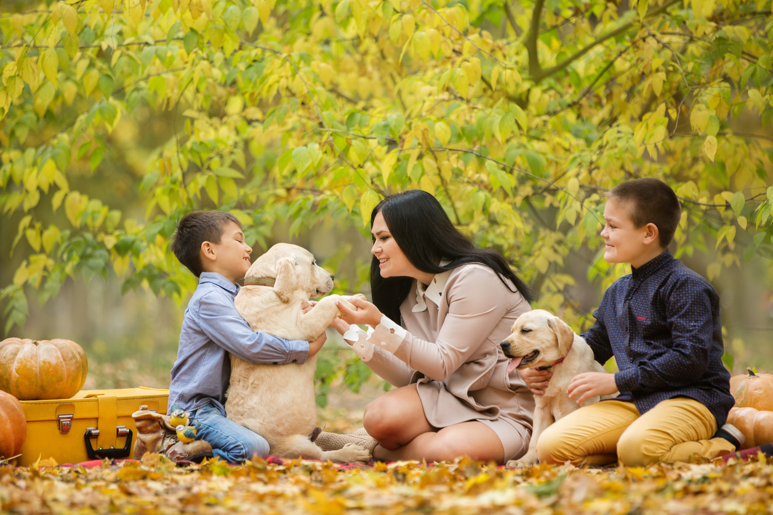Щенки лабрадоры. Осень. Свадебный семейный и детский фотограф в Краснодаре Карина Федоровская