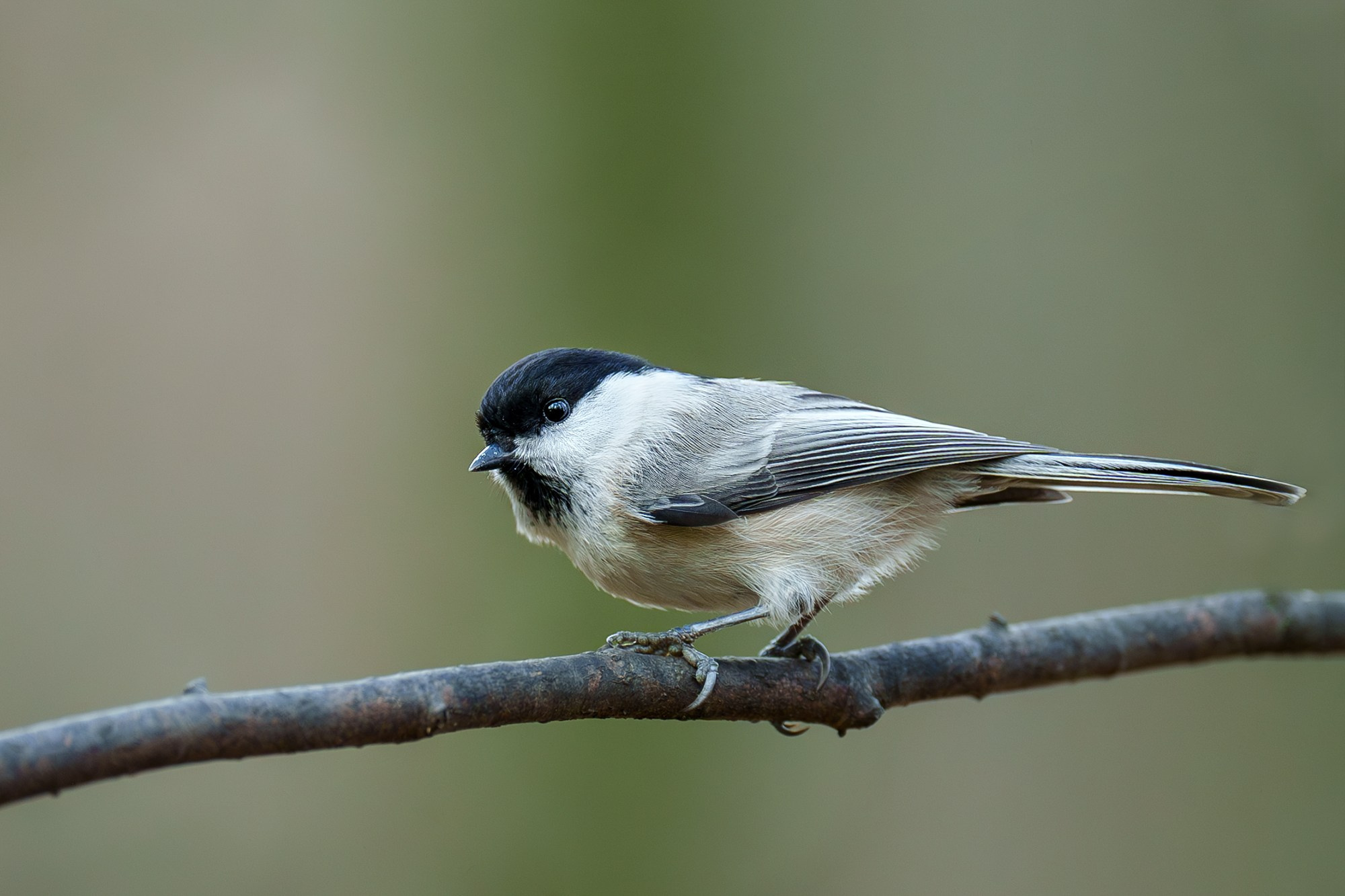 Удивительные мир птиц. Вокруг нас столько прекрасного — присмотритесь!. Ваш личный фотограф Марина Волкова