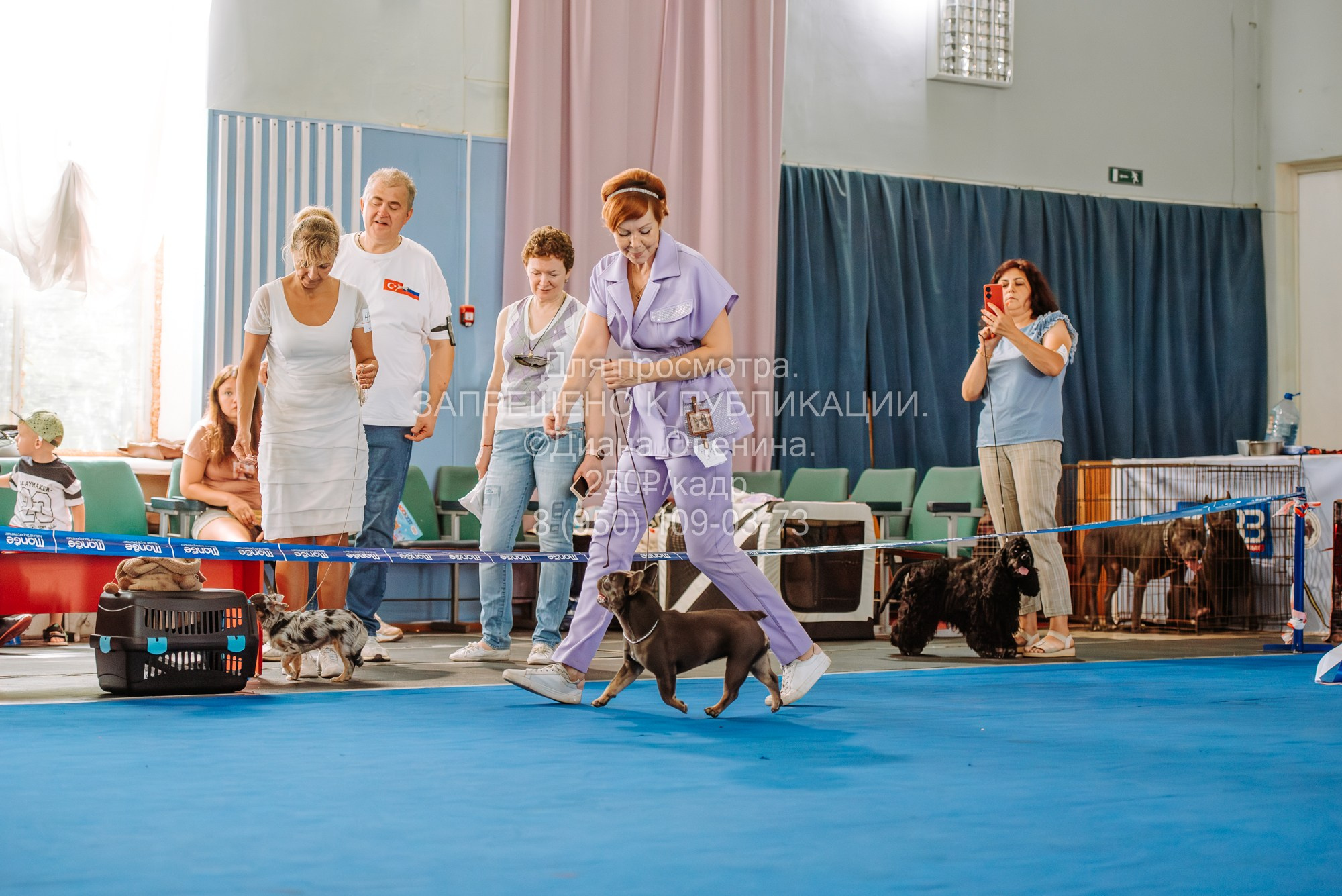 Национальная выставка собак всех пород ранга САС-IKU «Кубок Красноярск. Фотограф Диана Оленина Красноярск / Братск