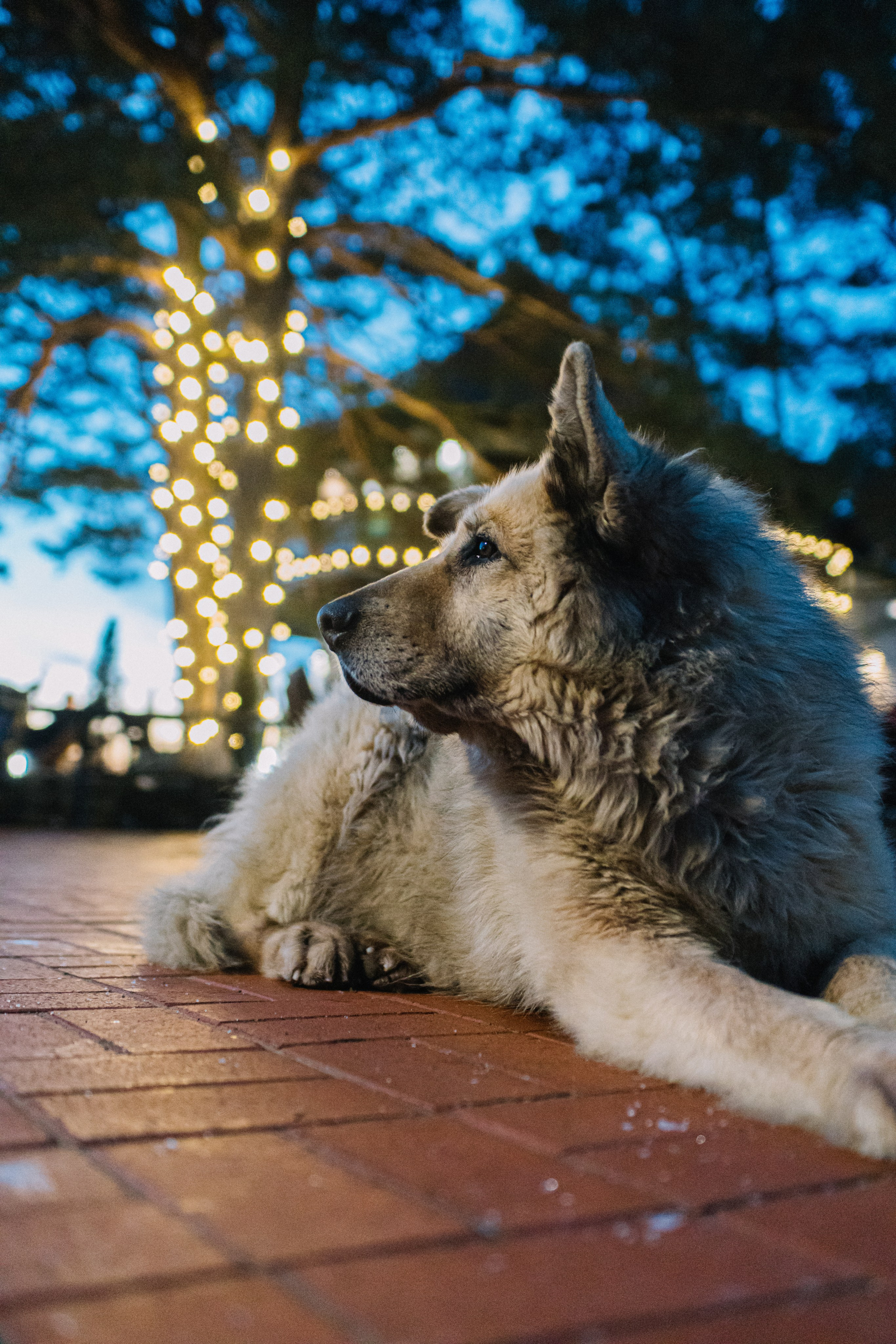 Масленица HEVAA