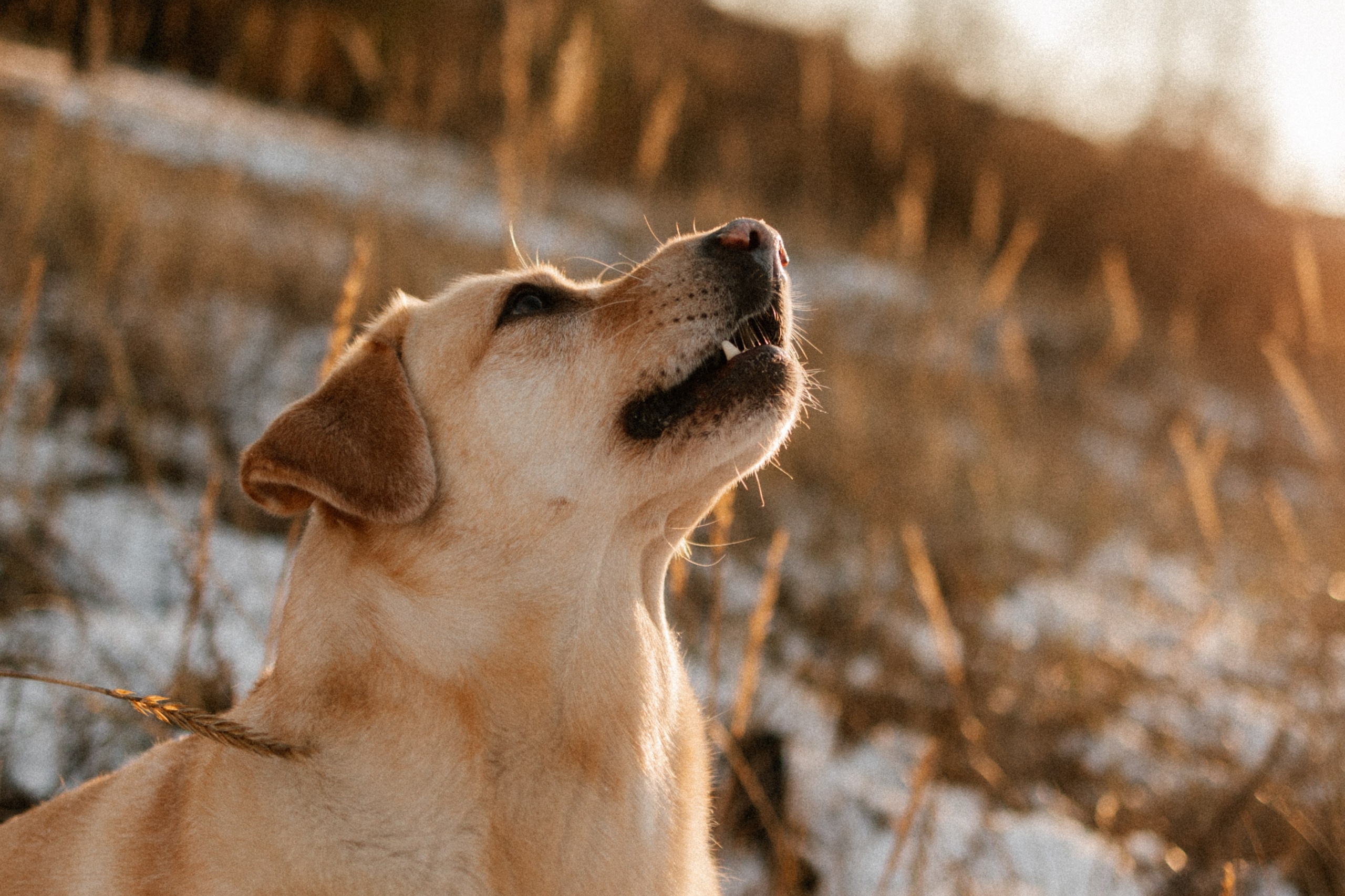 Ирина и Бася. Фотограф — Анималист | Санкт-Петербург